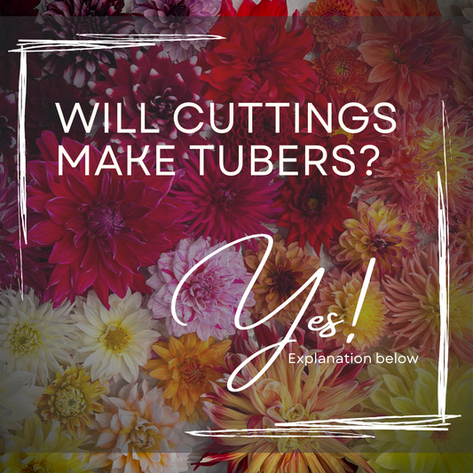 Will cuttings make tubers?