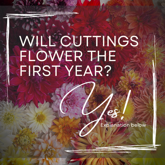Will dahlia cuttings flower the first year?