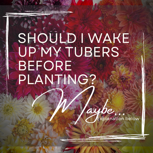 Should I wake up my tubers before planting?
