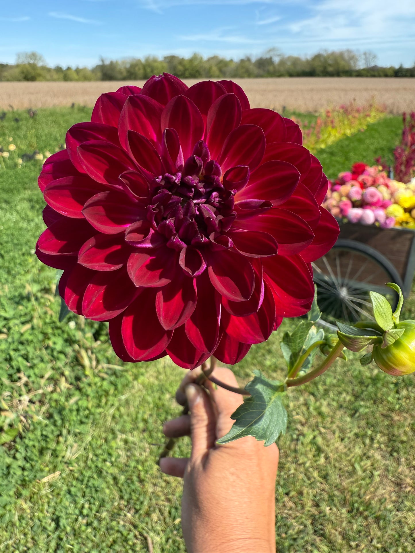 Sandia Bertha