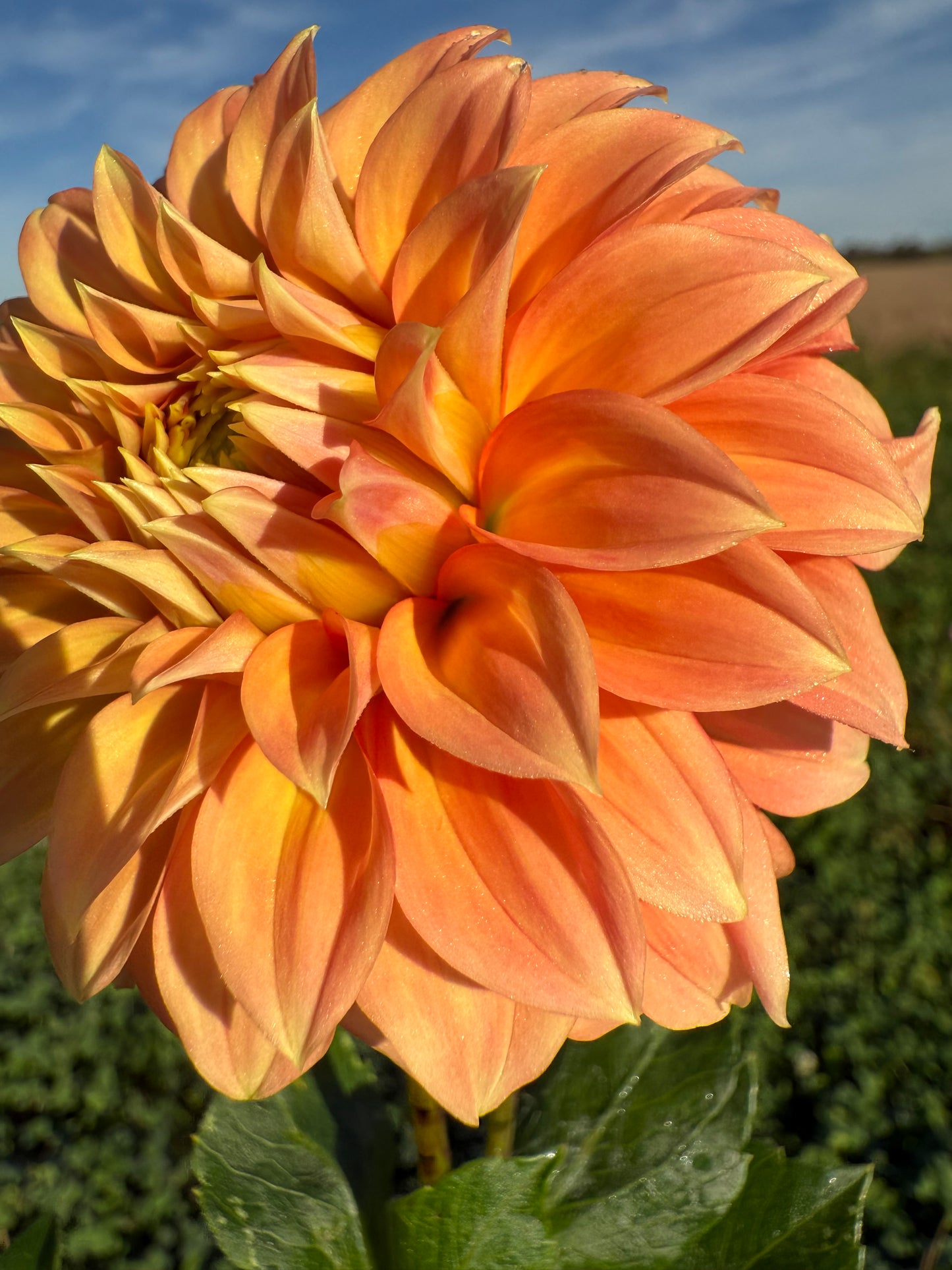 Bracken Palomino