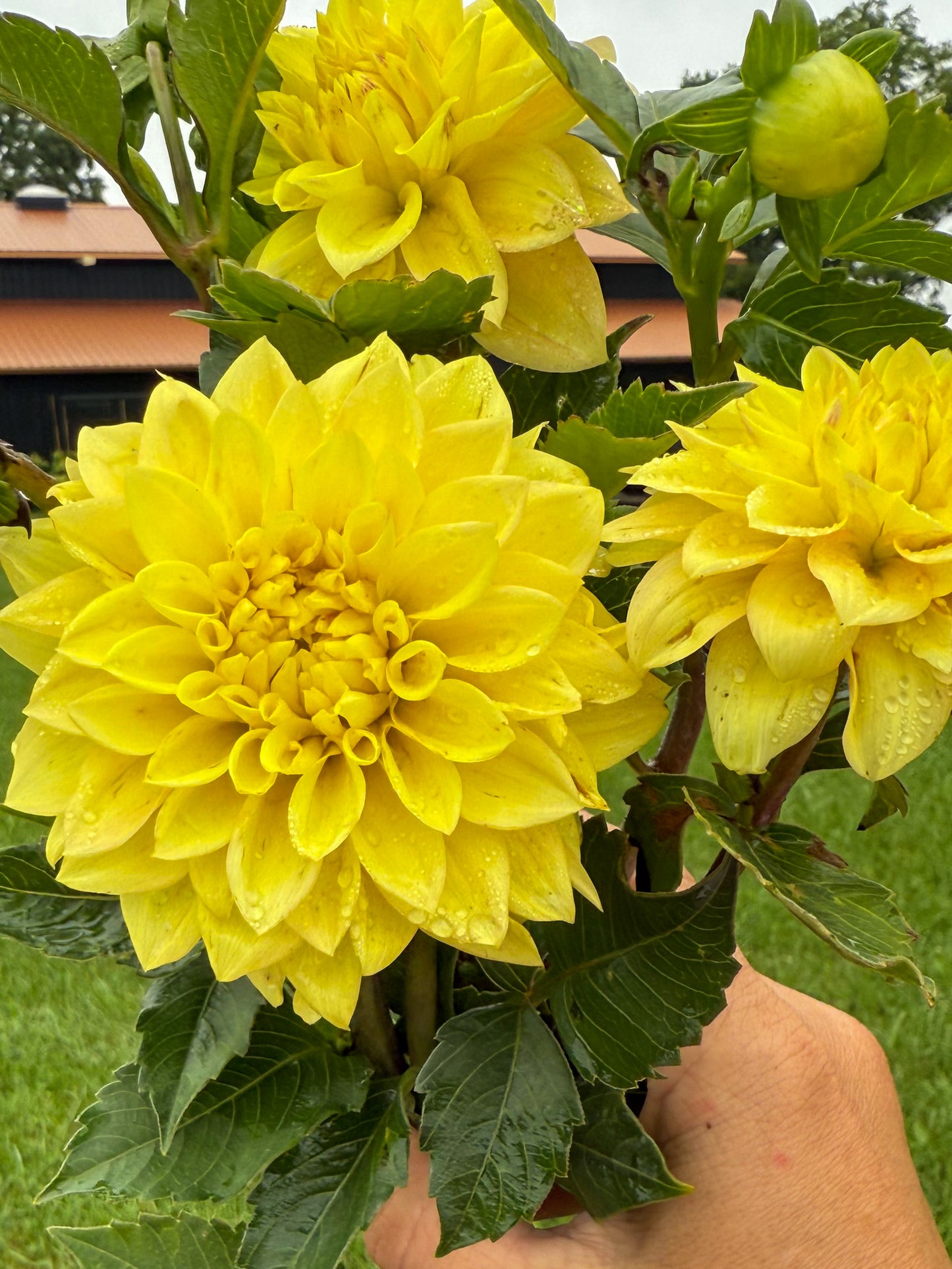 Florelie Sunburst