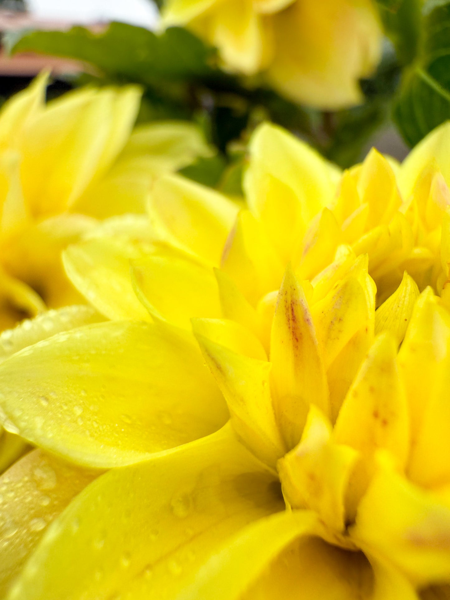 Florelie Sunburst