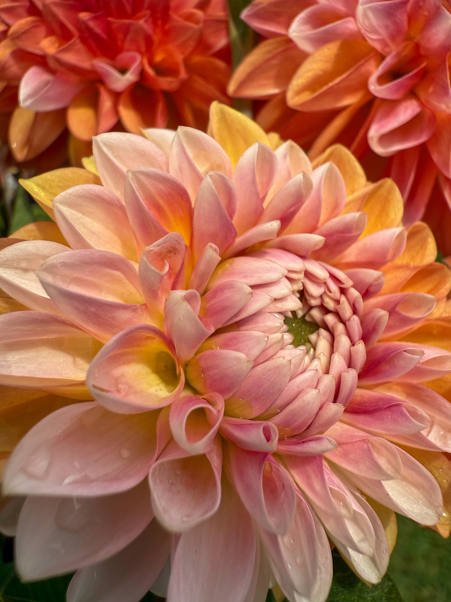Florelie Angostura