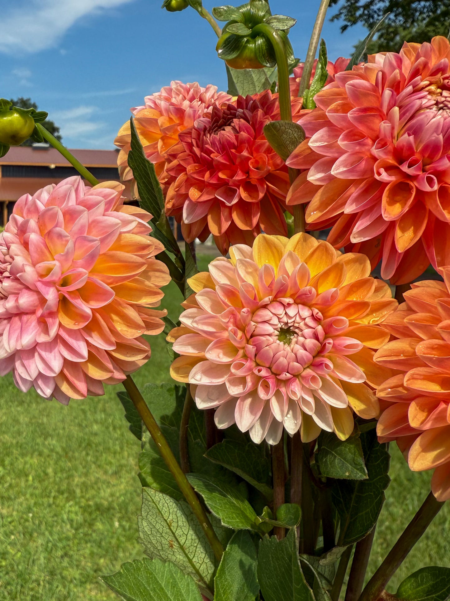 Florelie Angostura