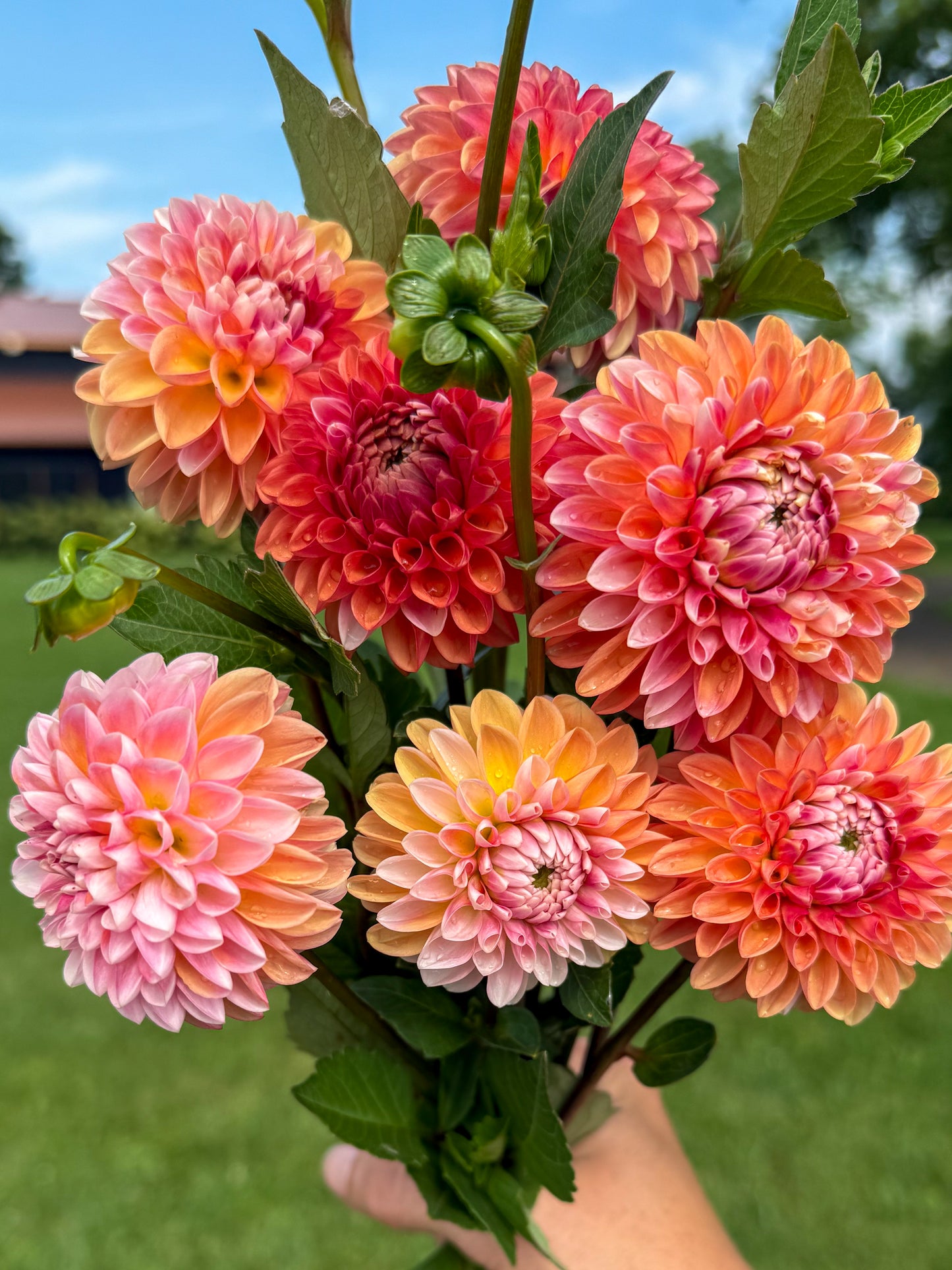 Florelie Angostura