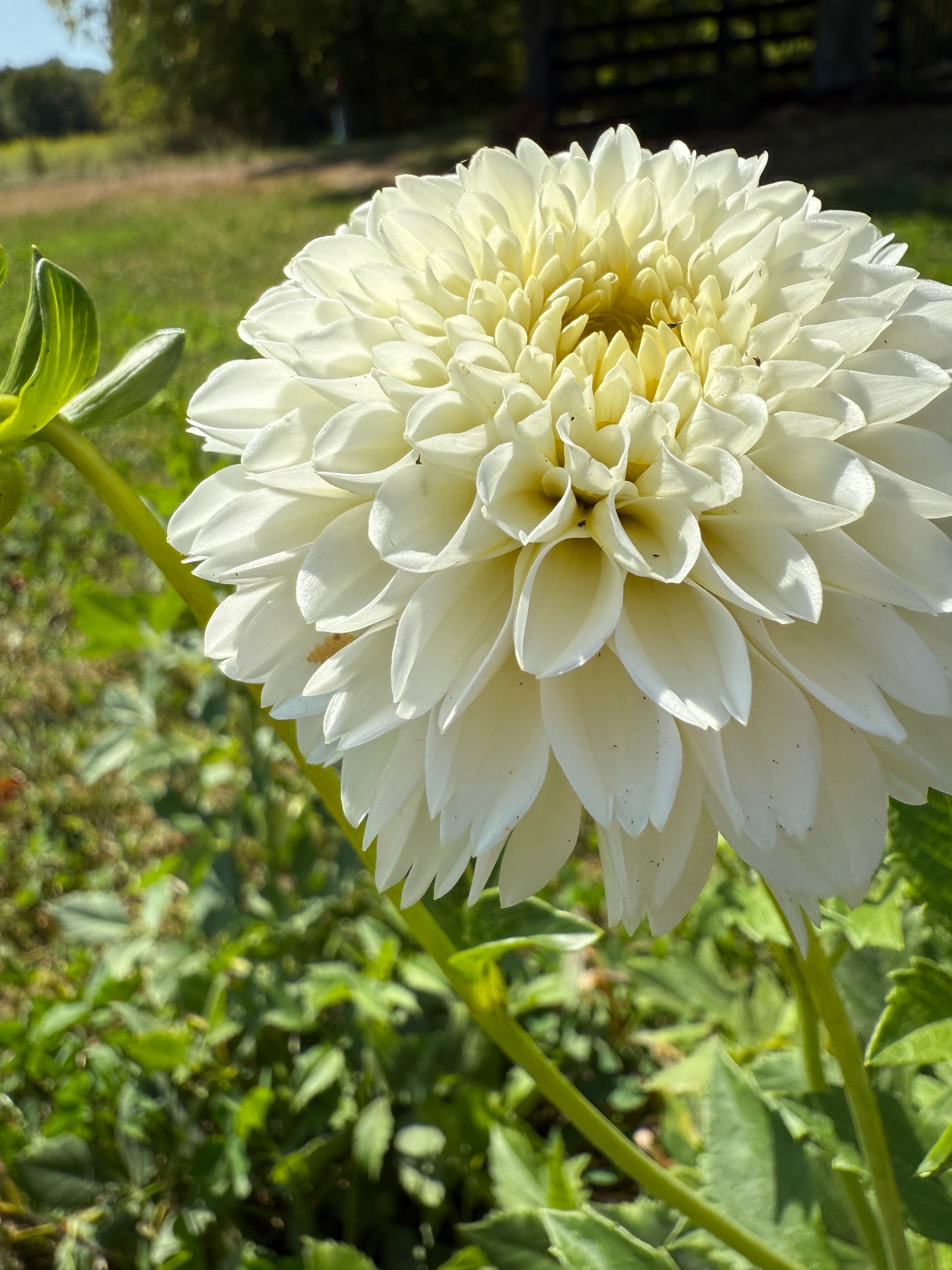 Florelie Chryssie π¦πΊ LIMIT ONE
