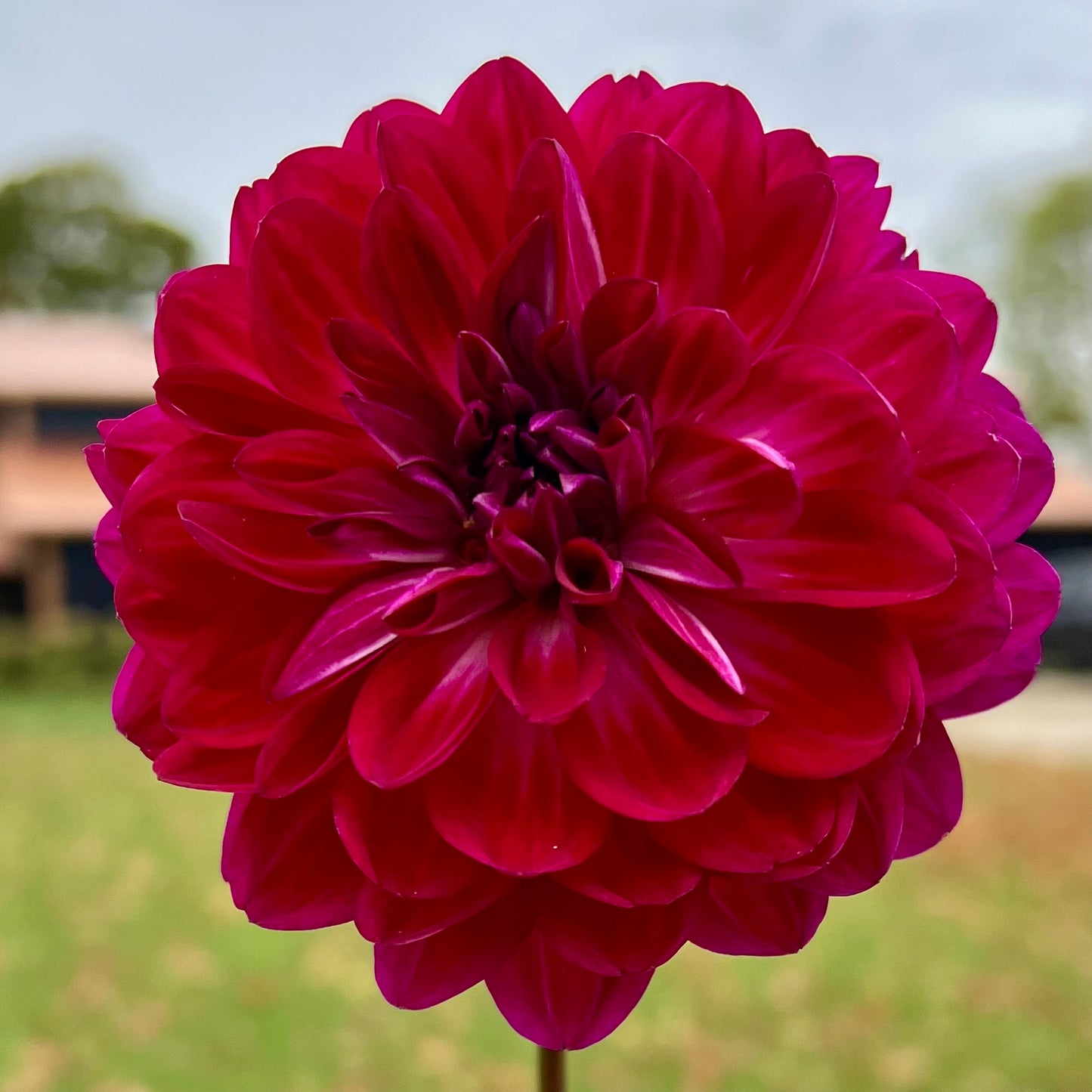 Sandia Bertha