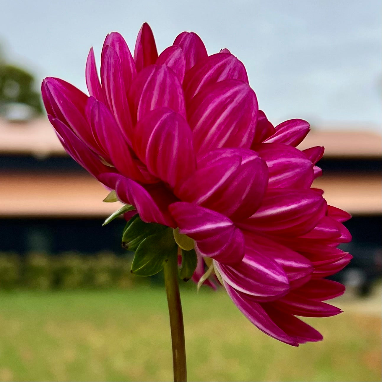 Sandia Bertha