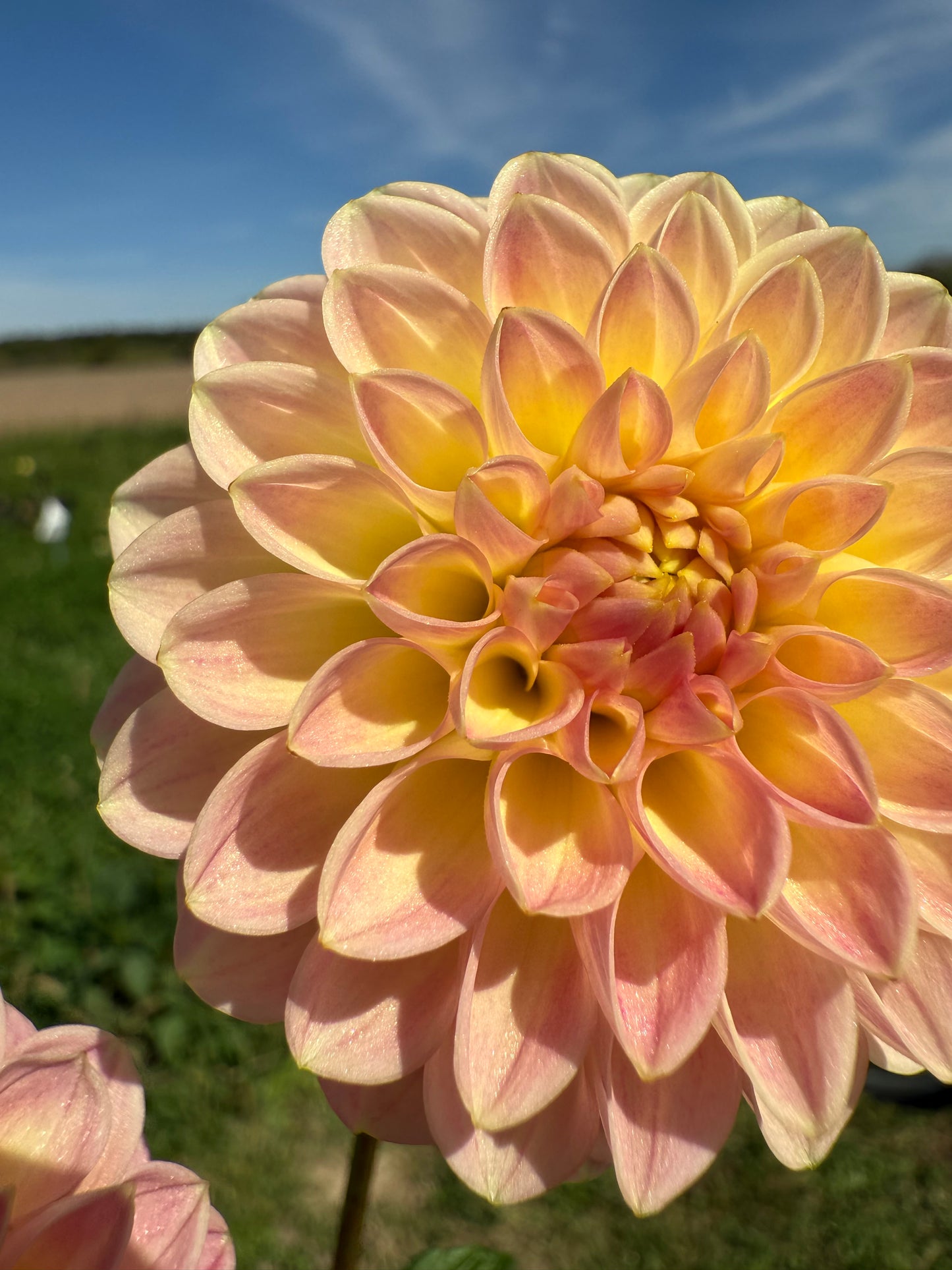 Hapet Daisy