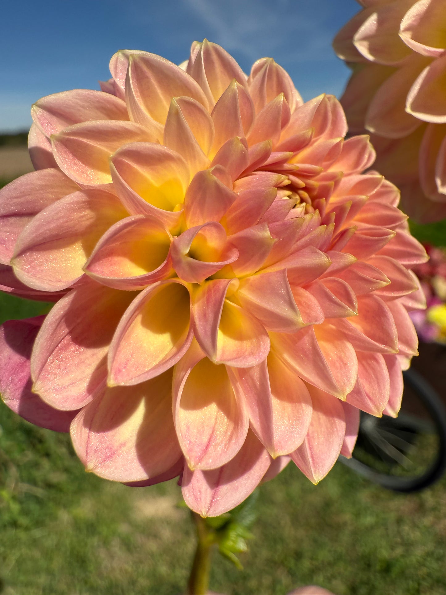 Hapet Daisy