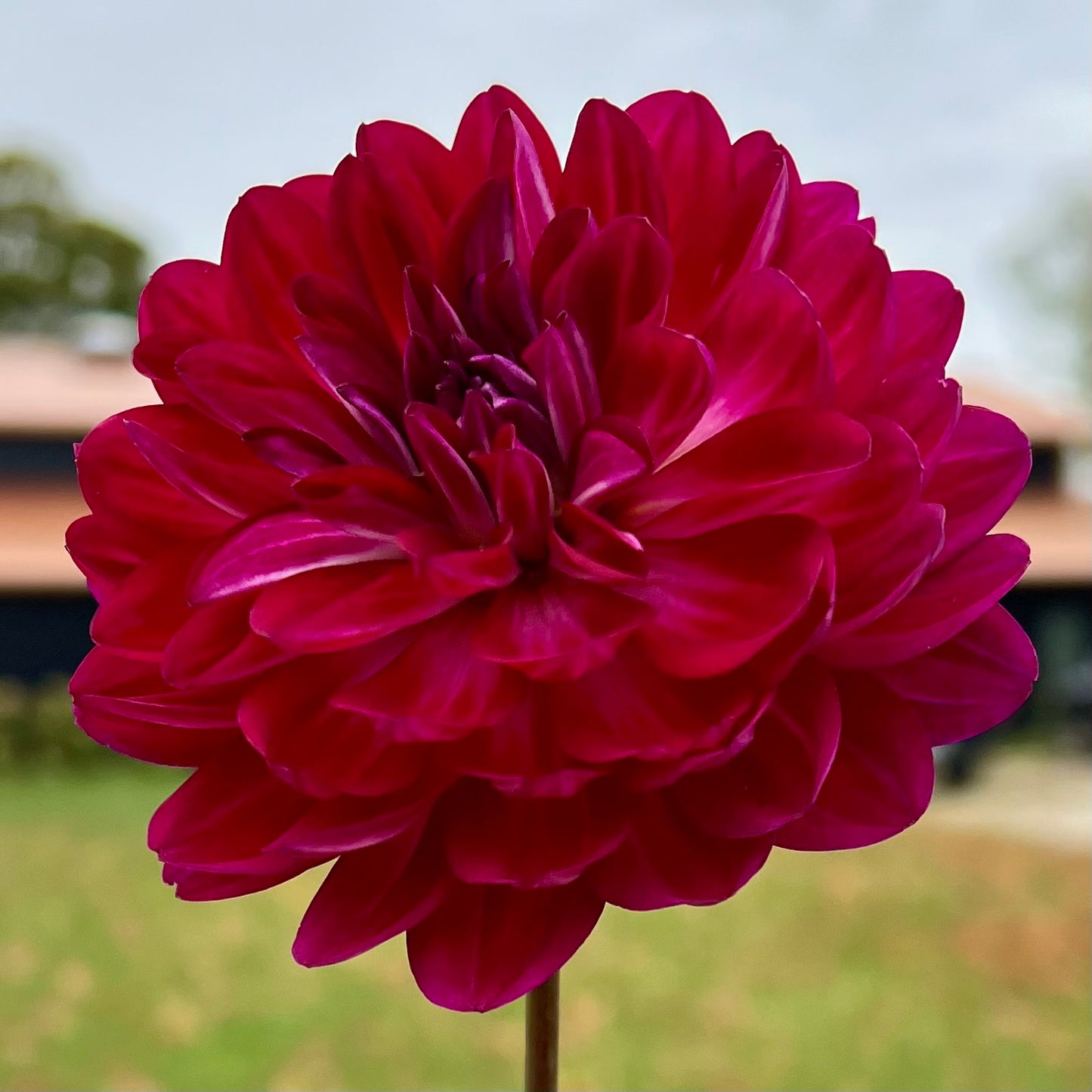 Sandia Bertha