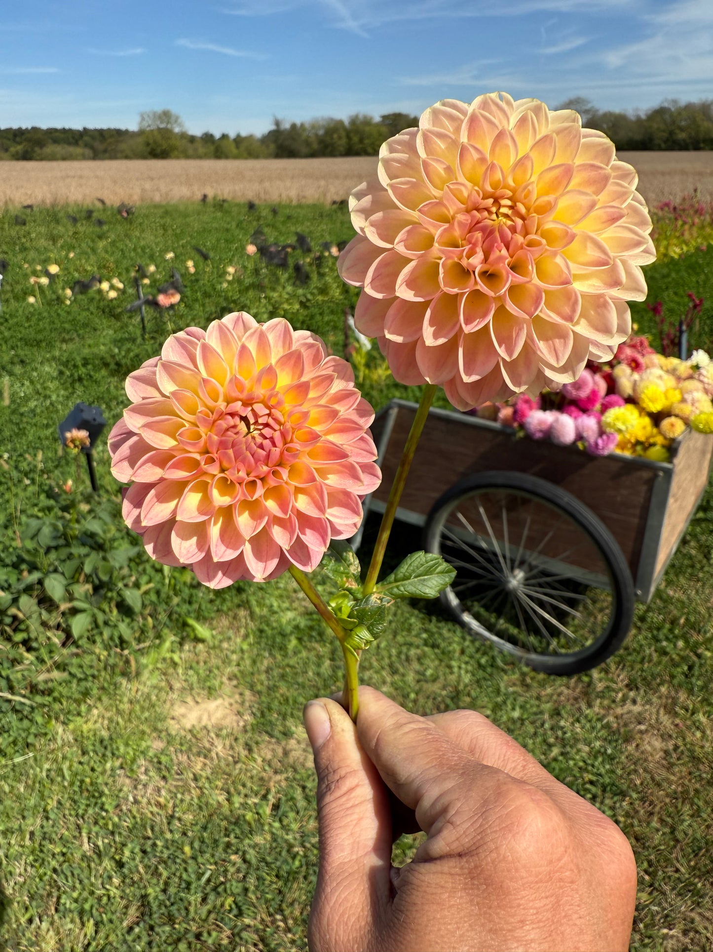Hapet Daisy