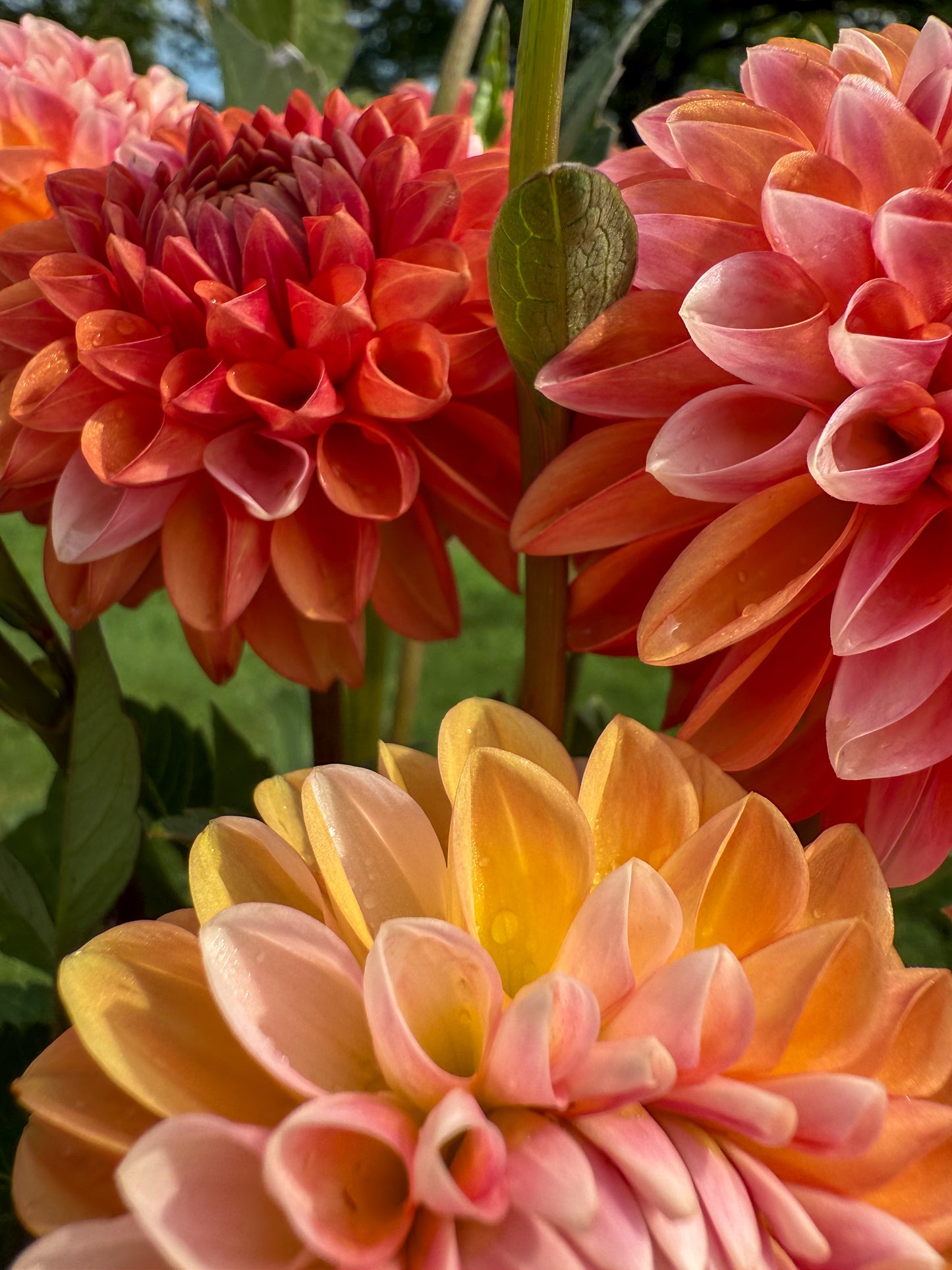 Florelie Angostura