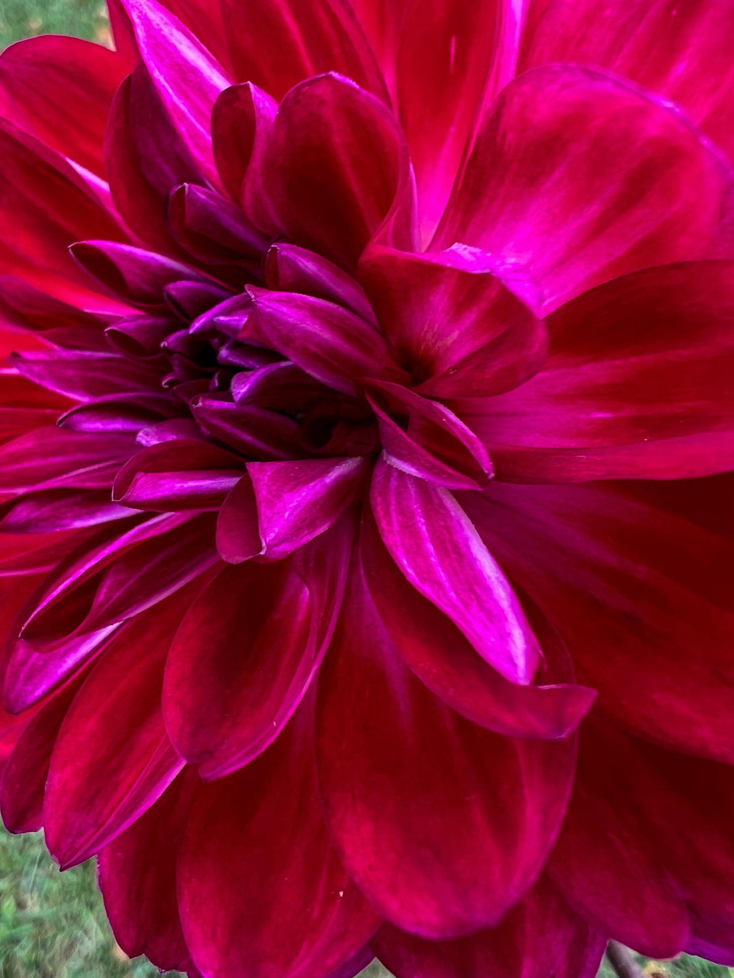 Sandia Bertha