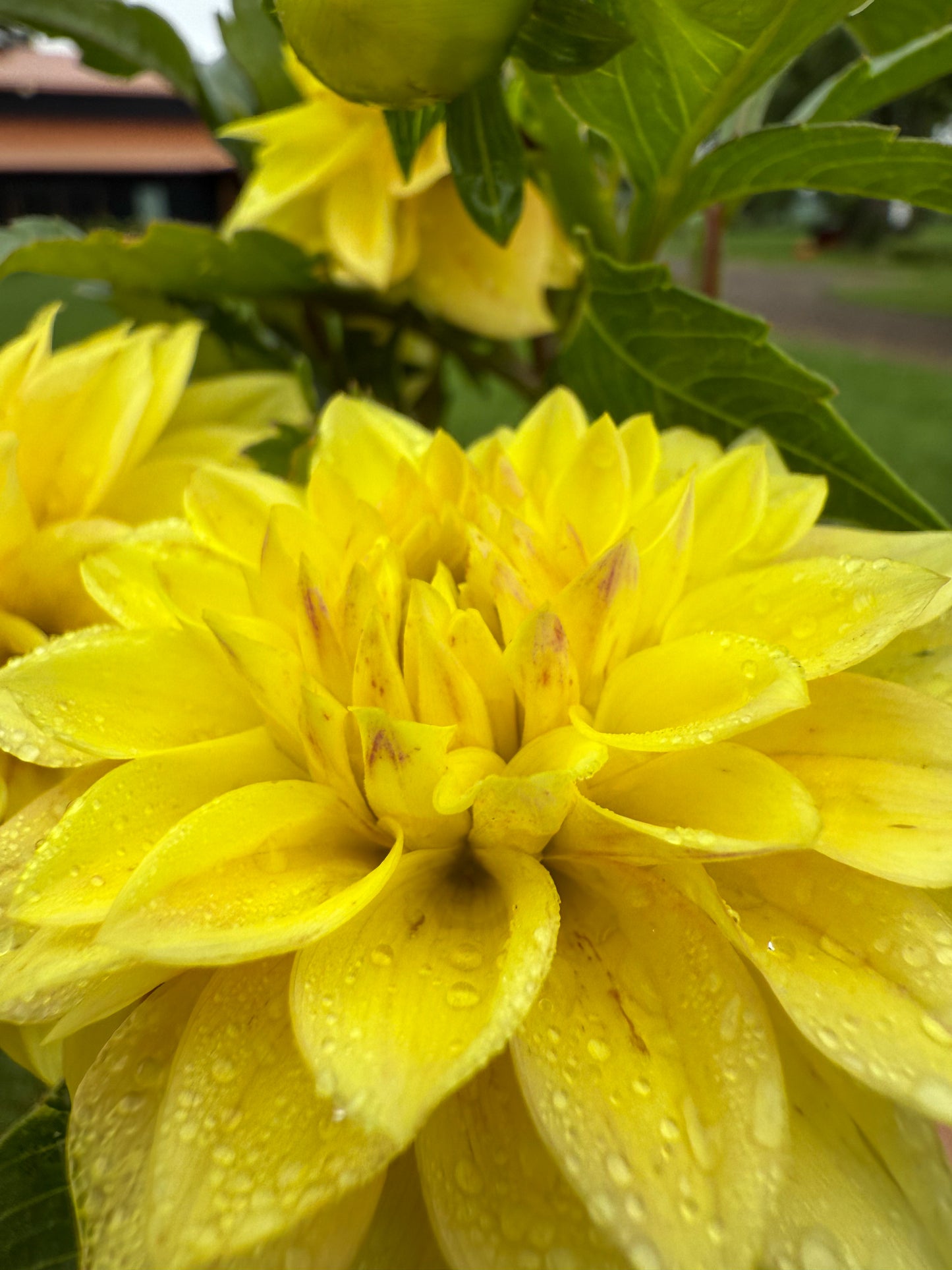 Florelie Sunburst