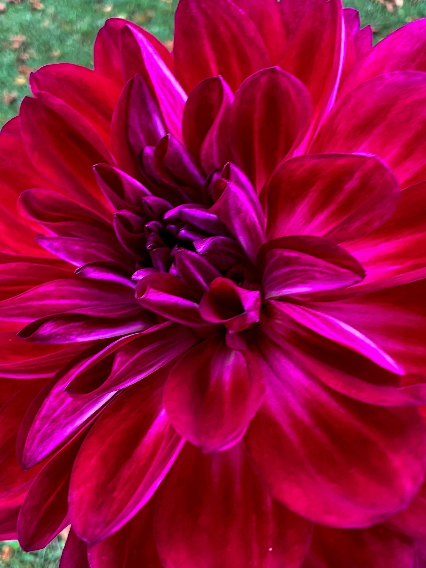 Sandia Bertha