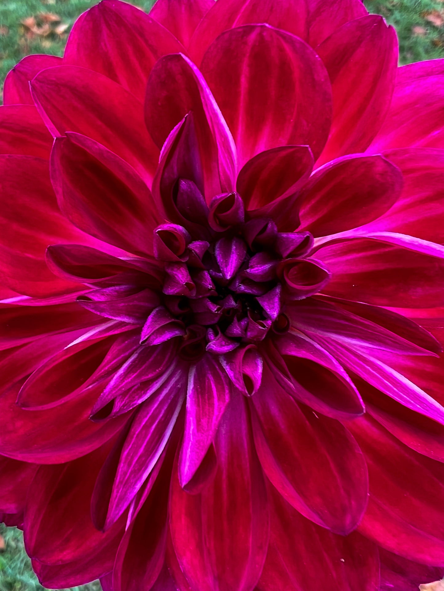 Sandia Bertha