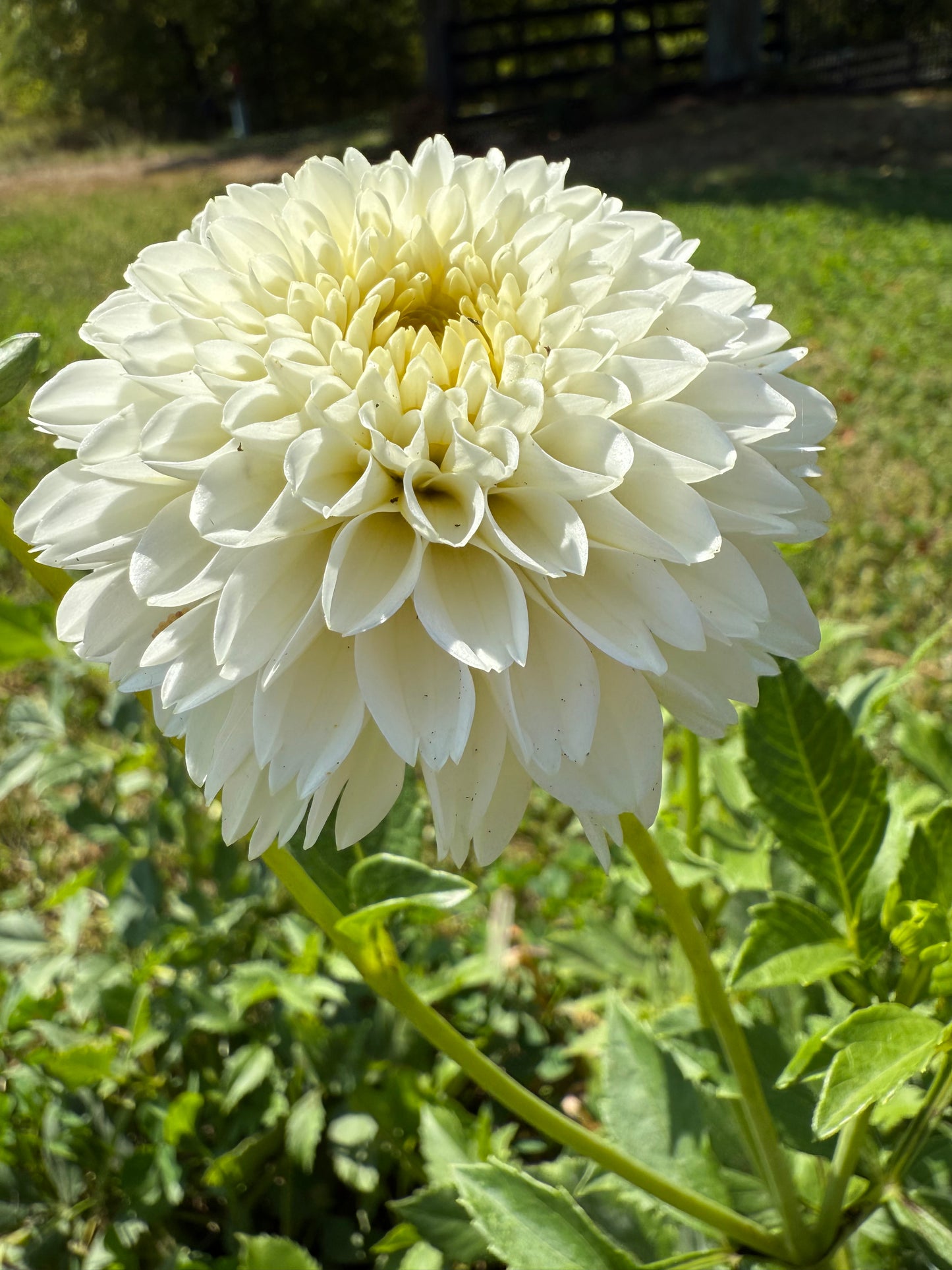 Florelie Chryssie π¦πΊ LIMIT ONE