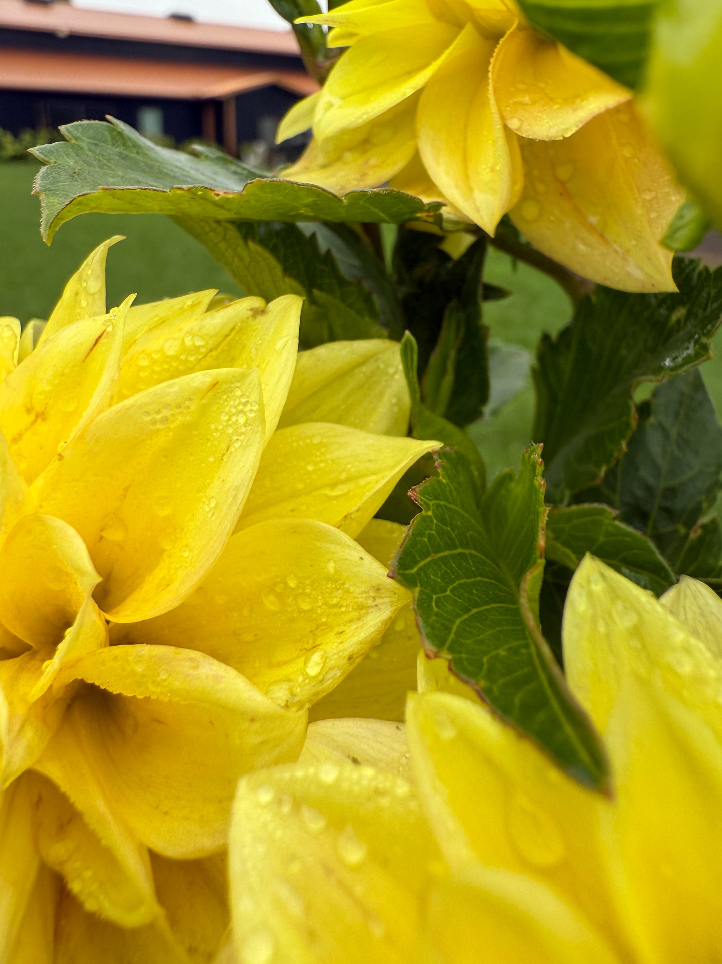 Florelie Sunburst
