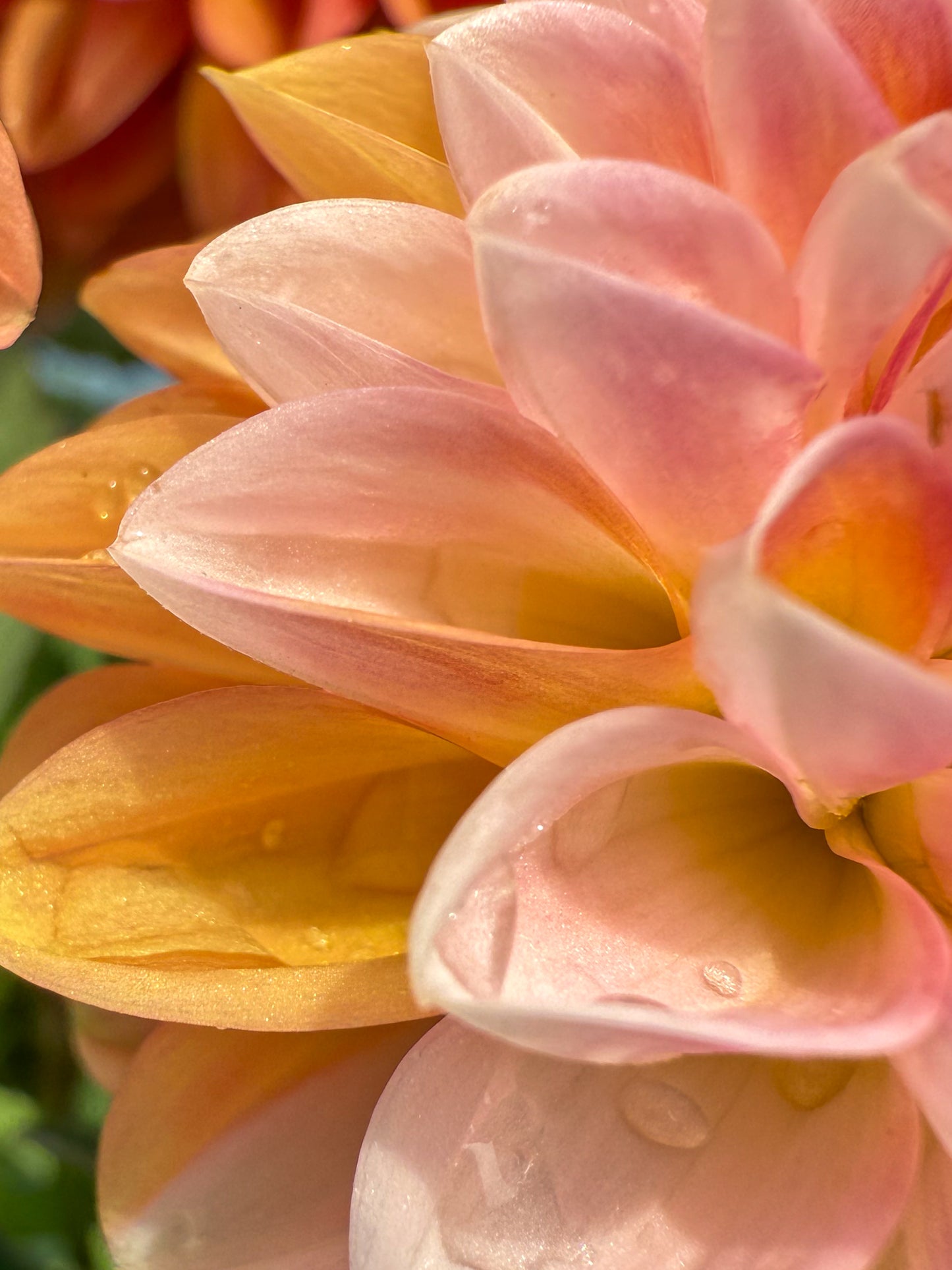 Florelie Angostura