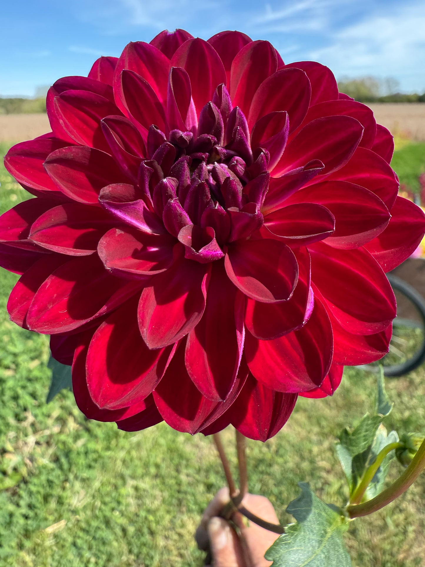 Sandia Bertha