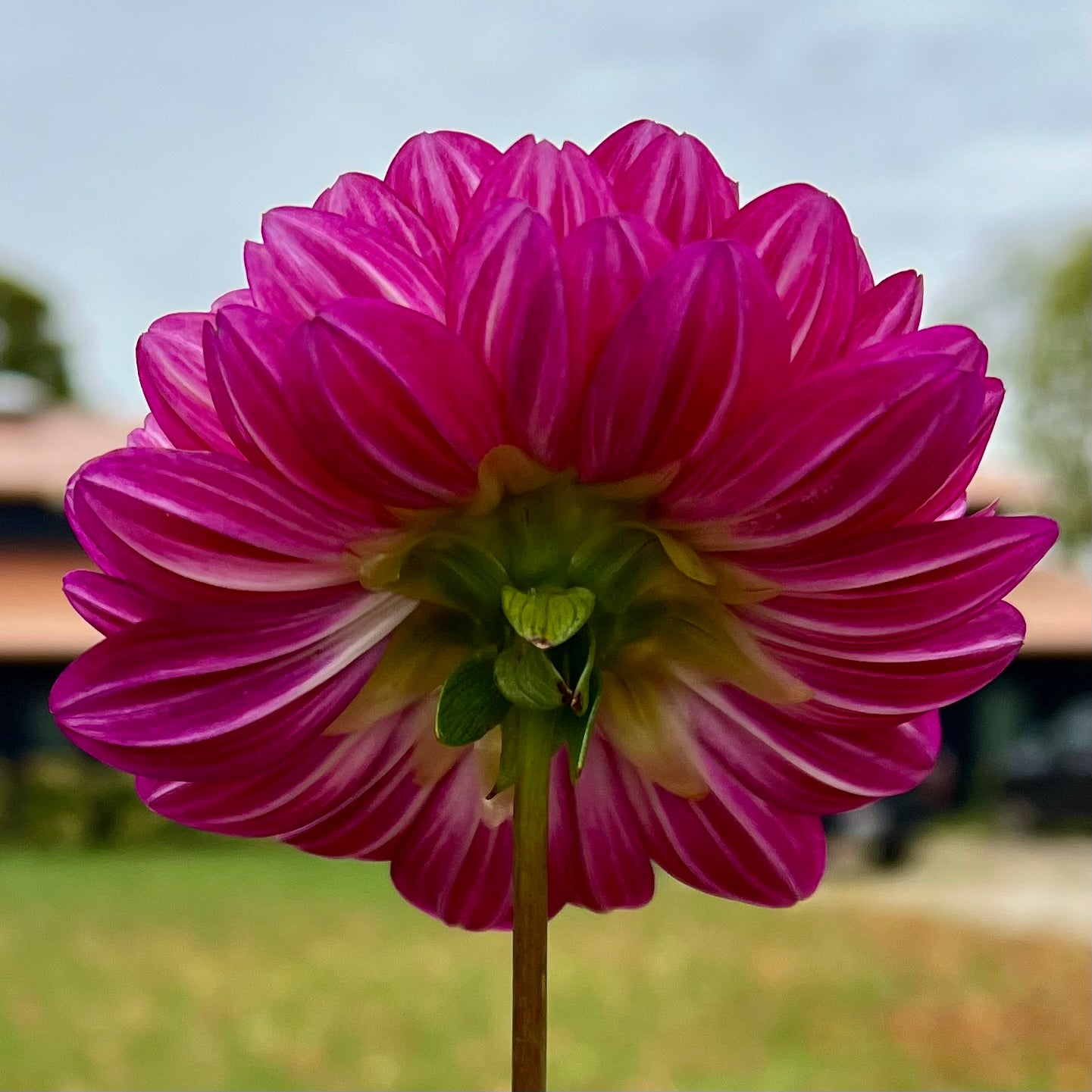 Sandia Bertha