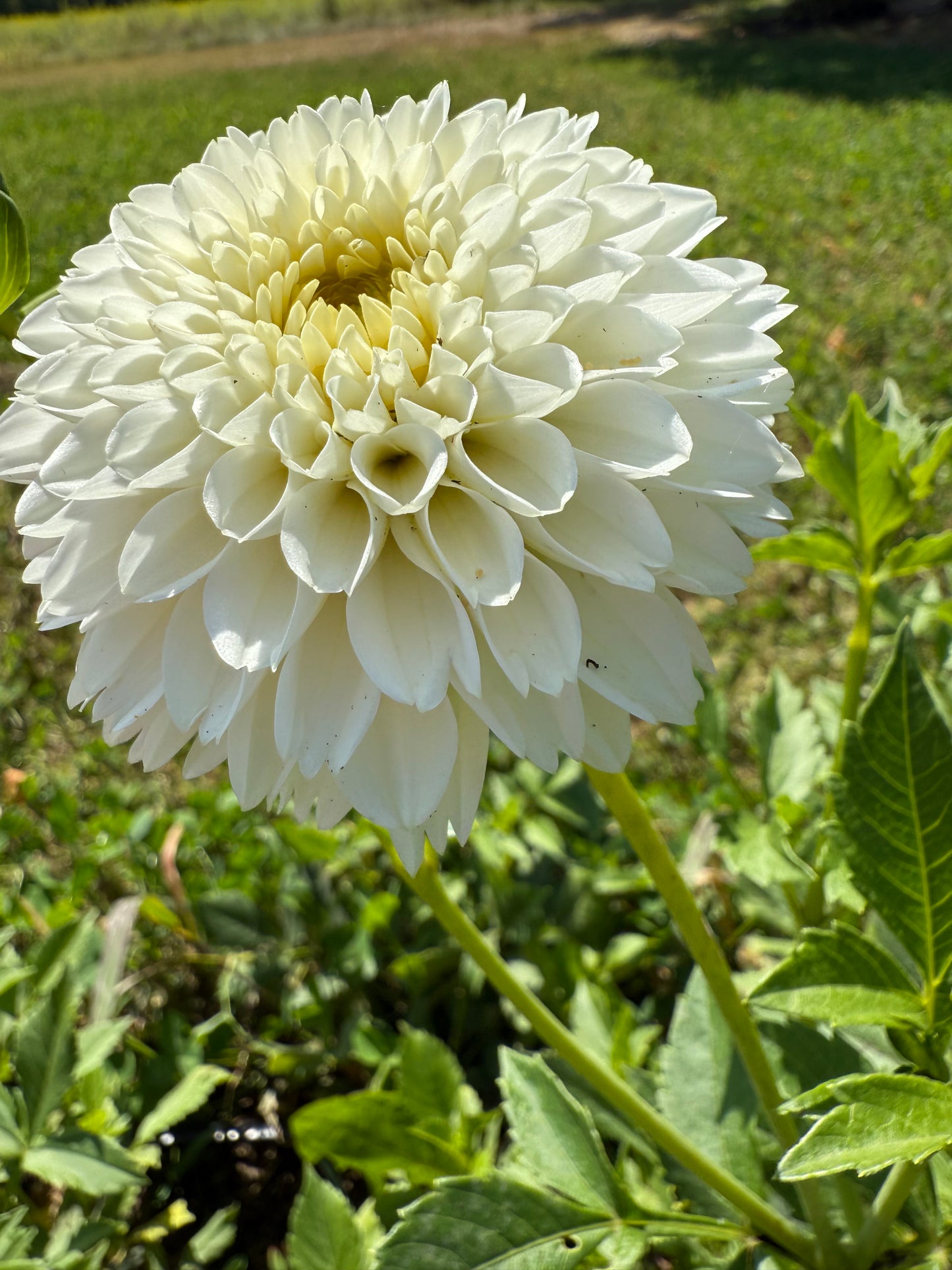 Florelie Chryssie π¦πΊ LIMIT ONE