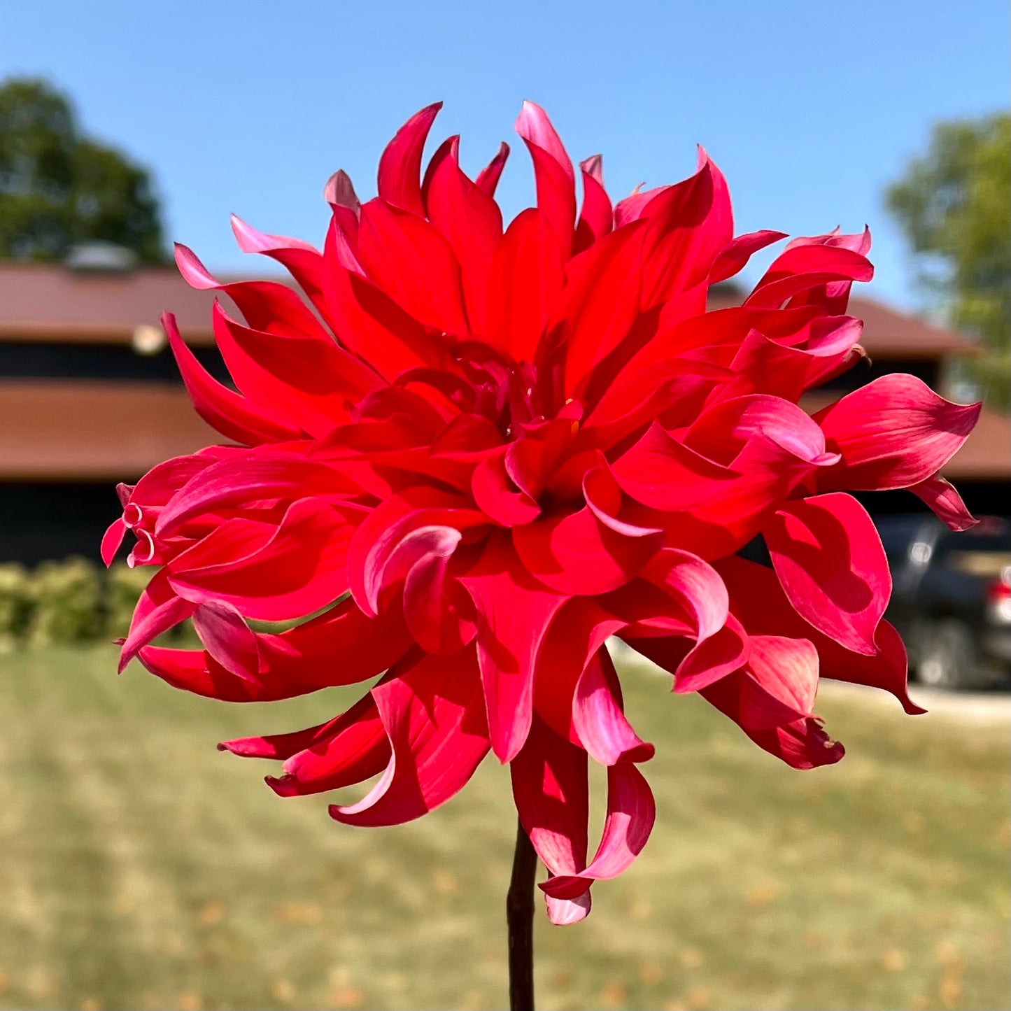 Red Labyrinth
