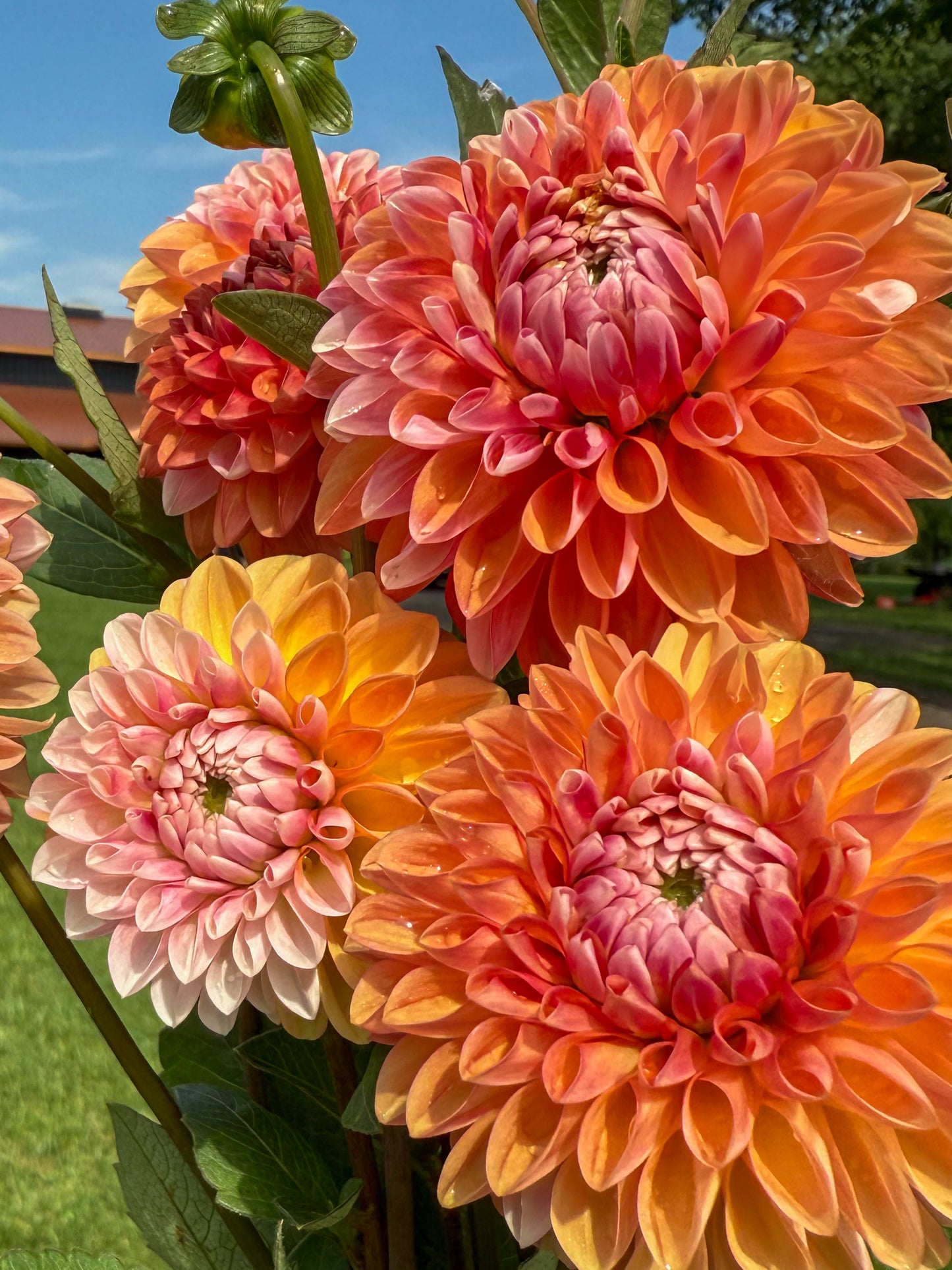 Florelie Angostura