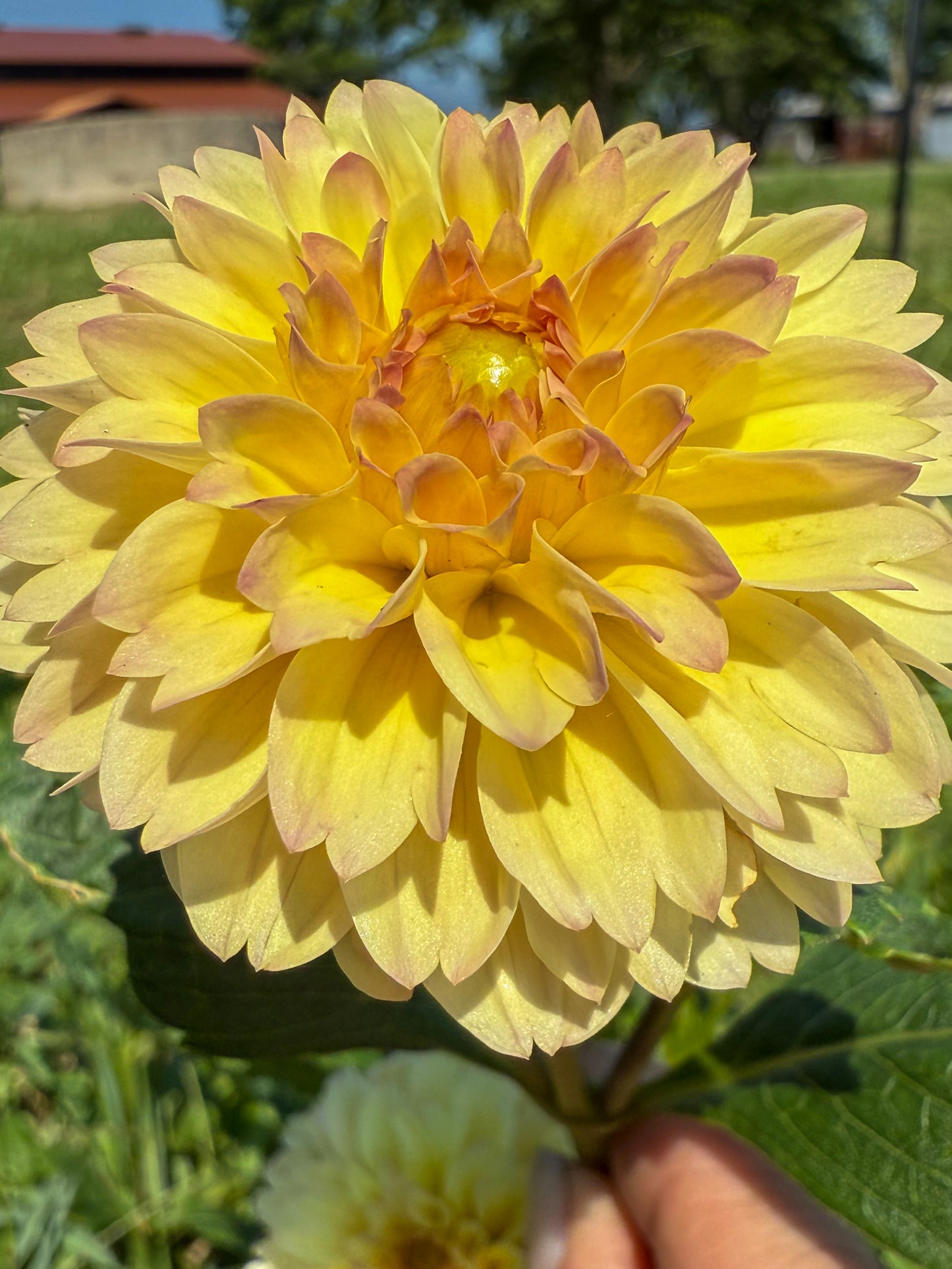 Florelie Toffee π¦πΊ LIMIT ONE