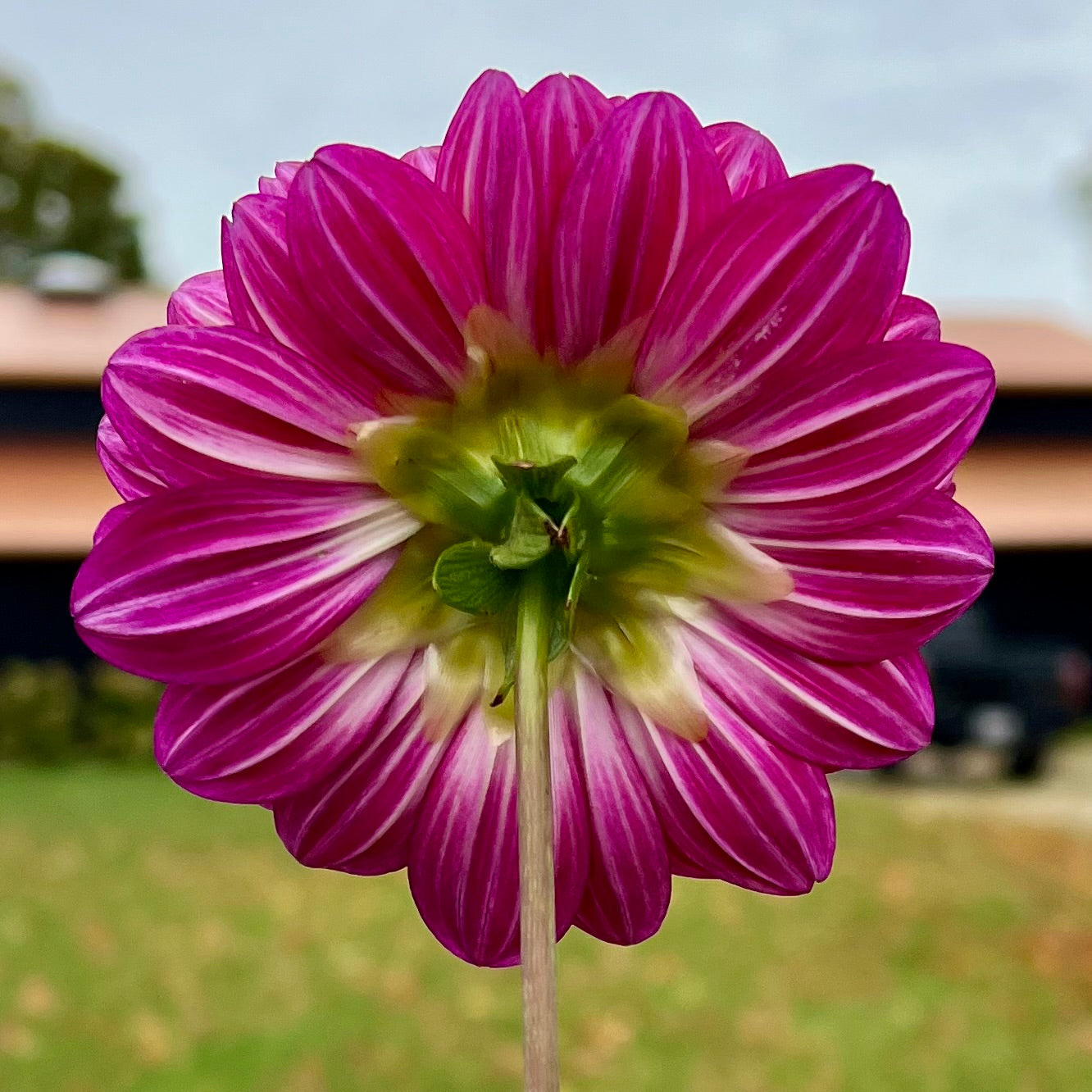Sandia Bertha