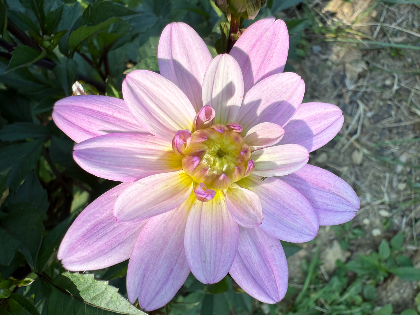 Pacific Jewel