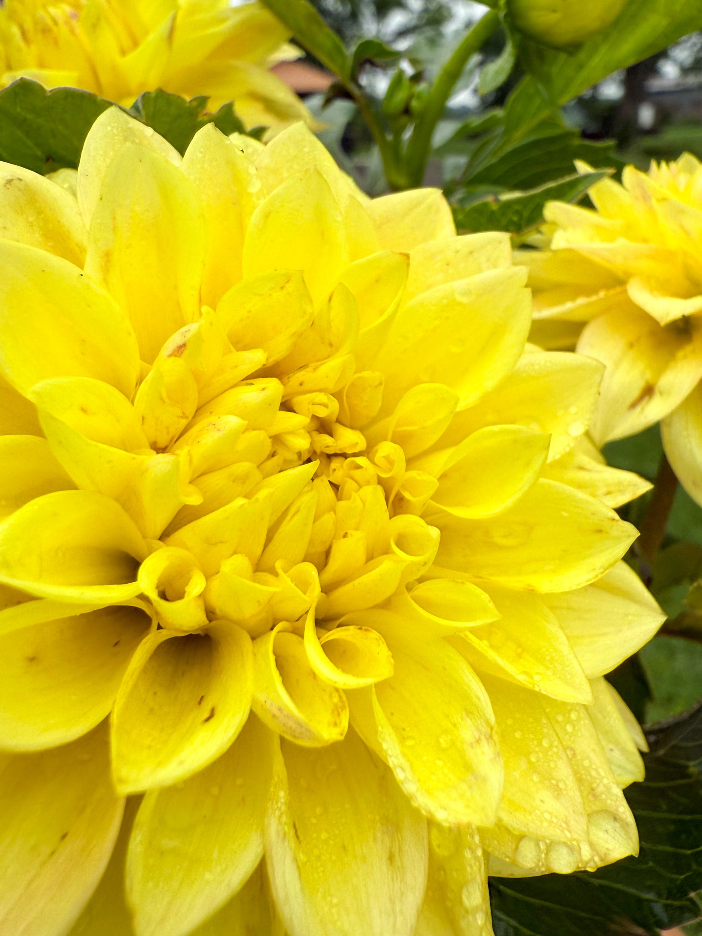 Florelie Sunburst