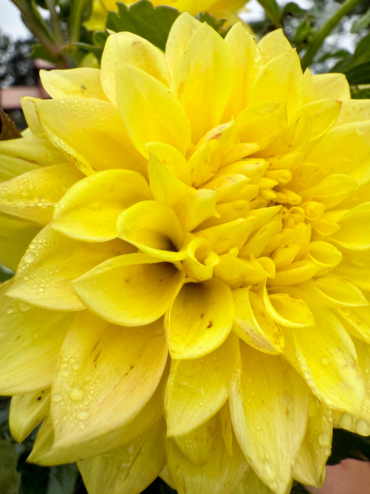 Florelie Sunburst