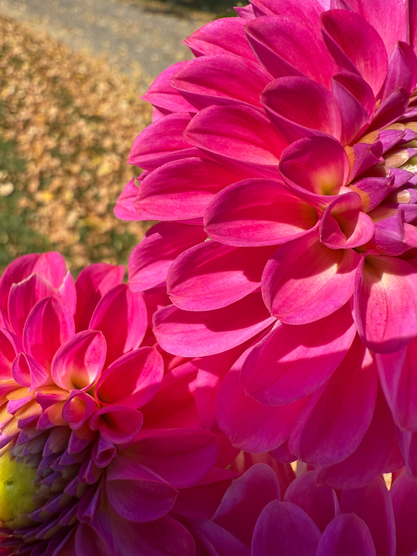 Florelie Joy π¦πΊ LIMIT ONE