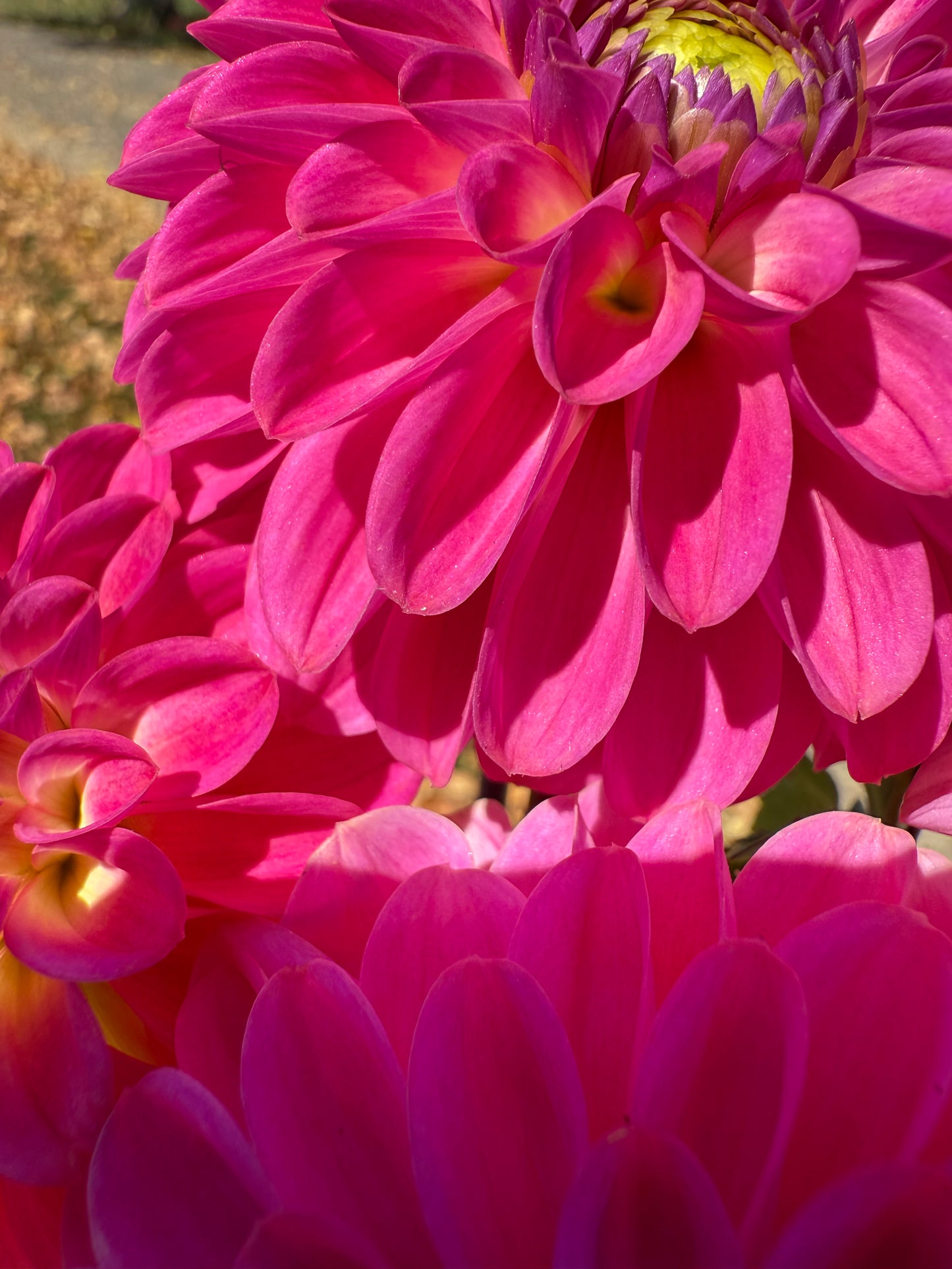 Florelie Joy π¦πΊ LIMIT ONE