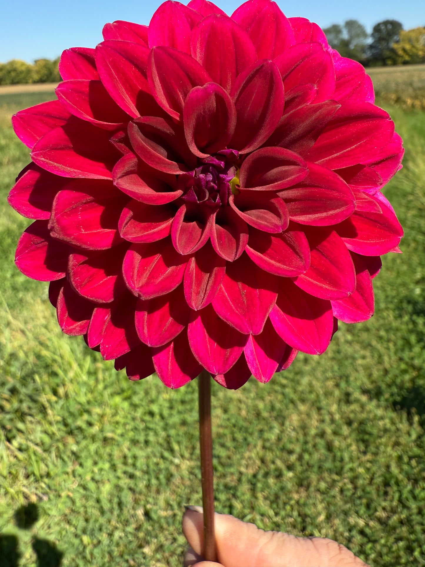Florelie Bordeaux π¦πΊ LIMIT ONE