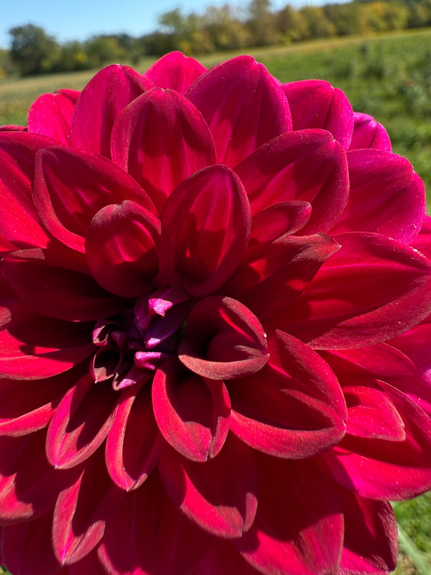 Florelie Bordeaux π¦πΊ LIMIT ONE