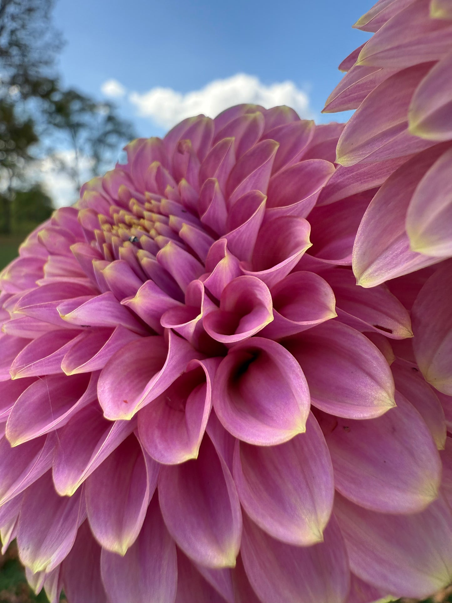 Florelie Oracle π¦πΊ LIMIT ONE