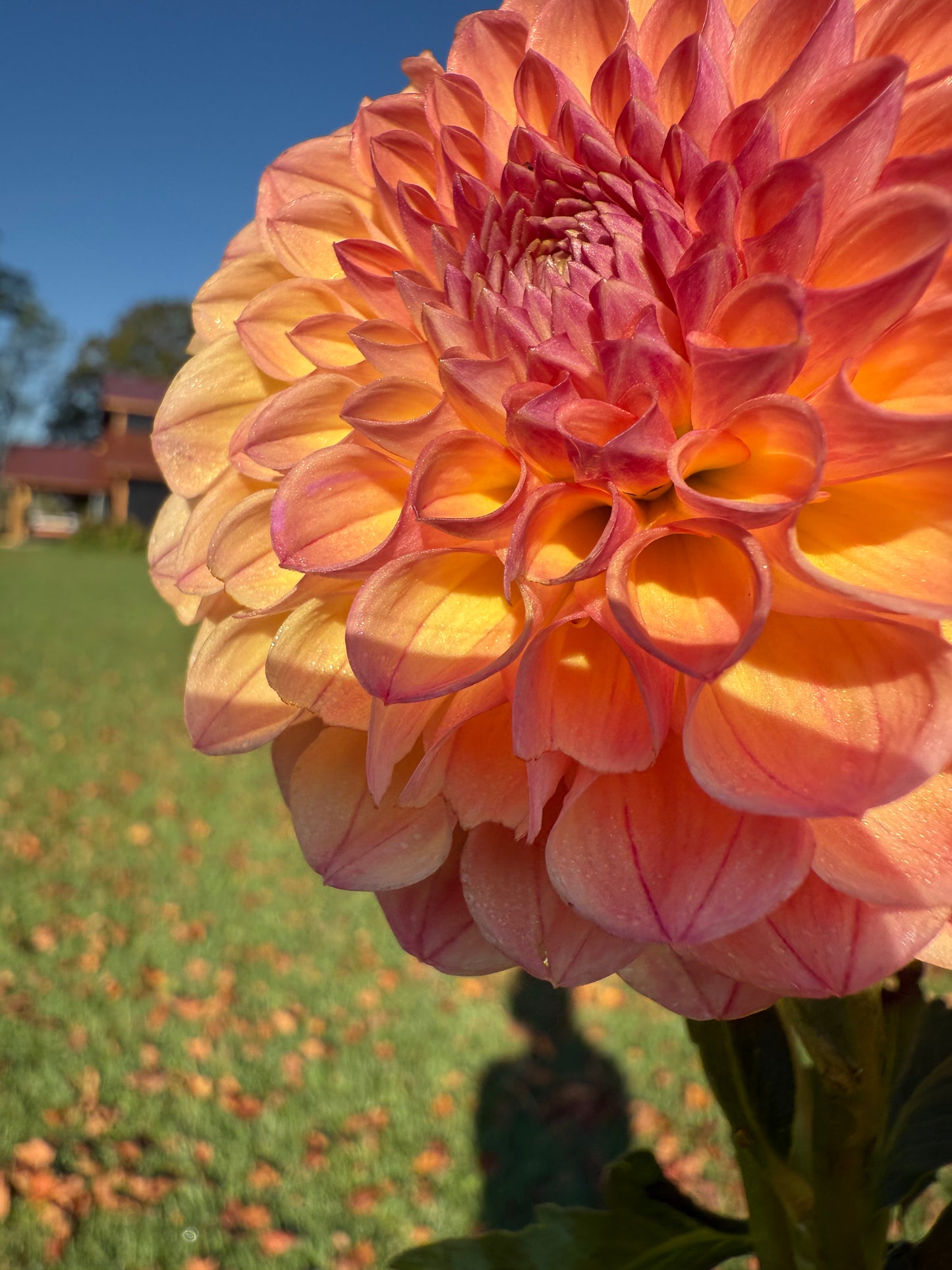 Autumn Times 🇦🇺 LIMIT ONE