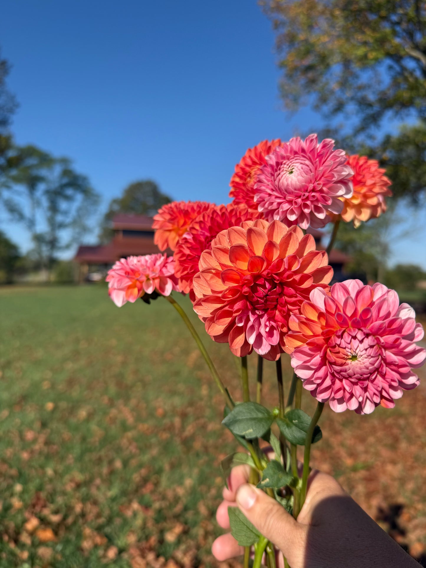 Florelie Angostura 🇦🇺 LIMIT ONE