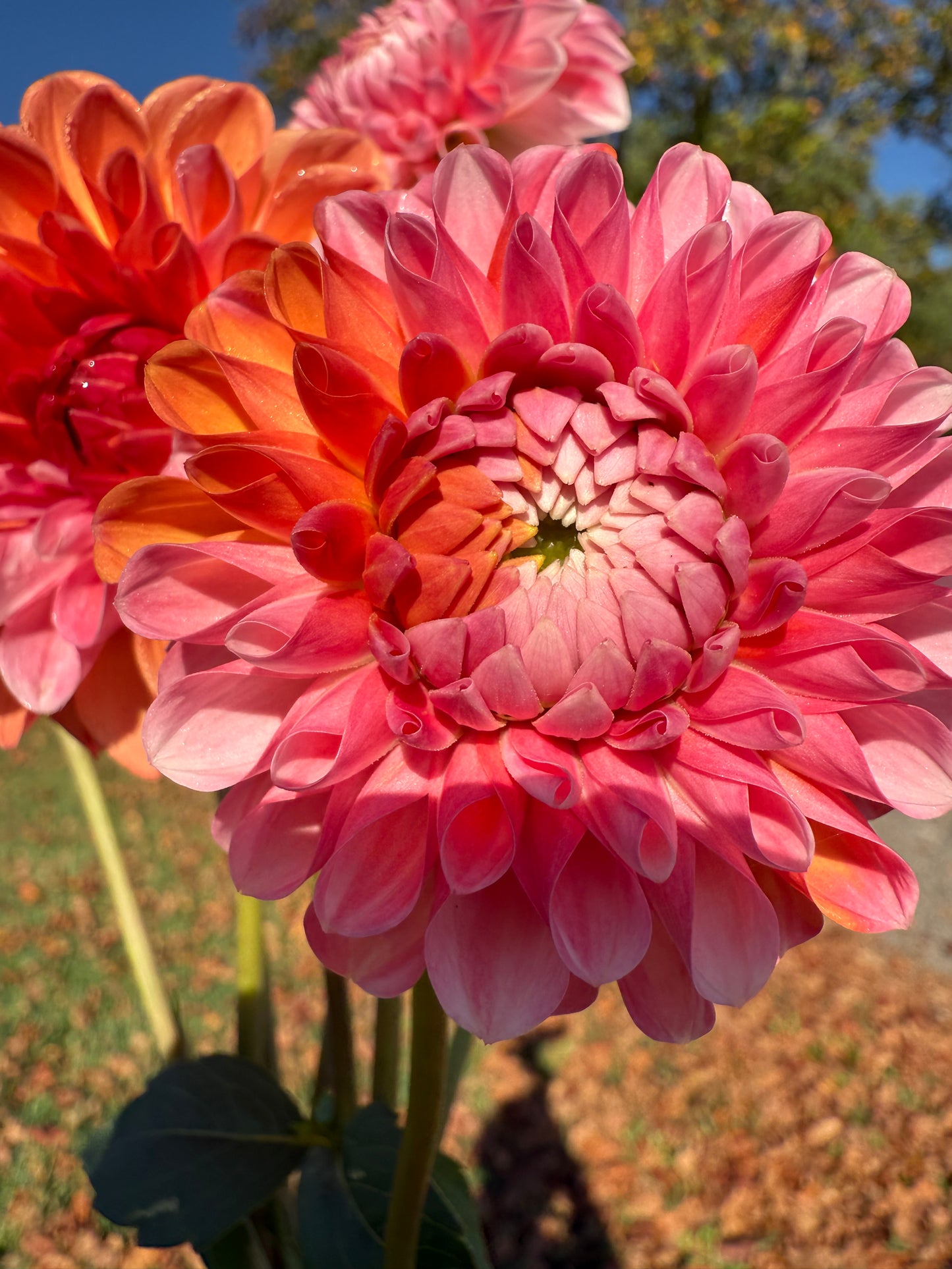 Florelie Angostura 🇦🇺 LIMIT ONE
