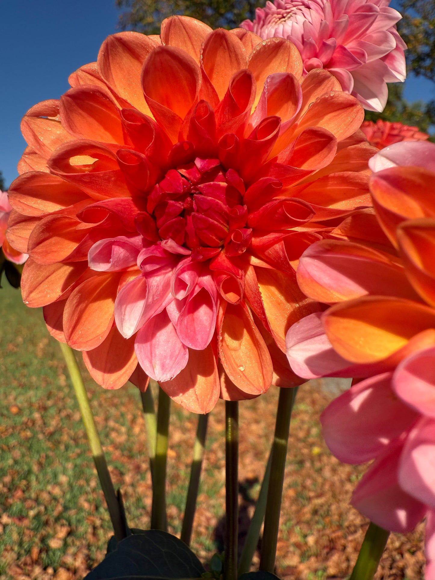 Florelie Angostura 🇦🇺 LIMIT ONE