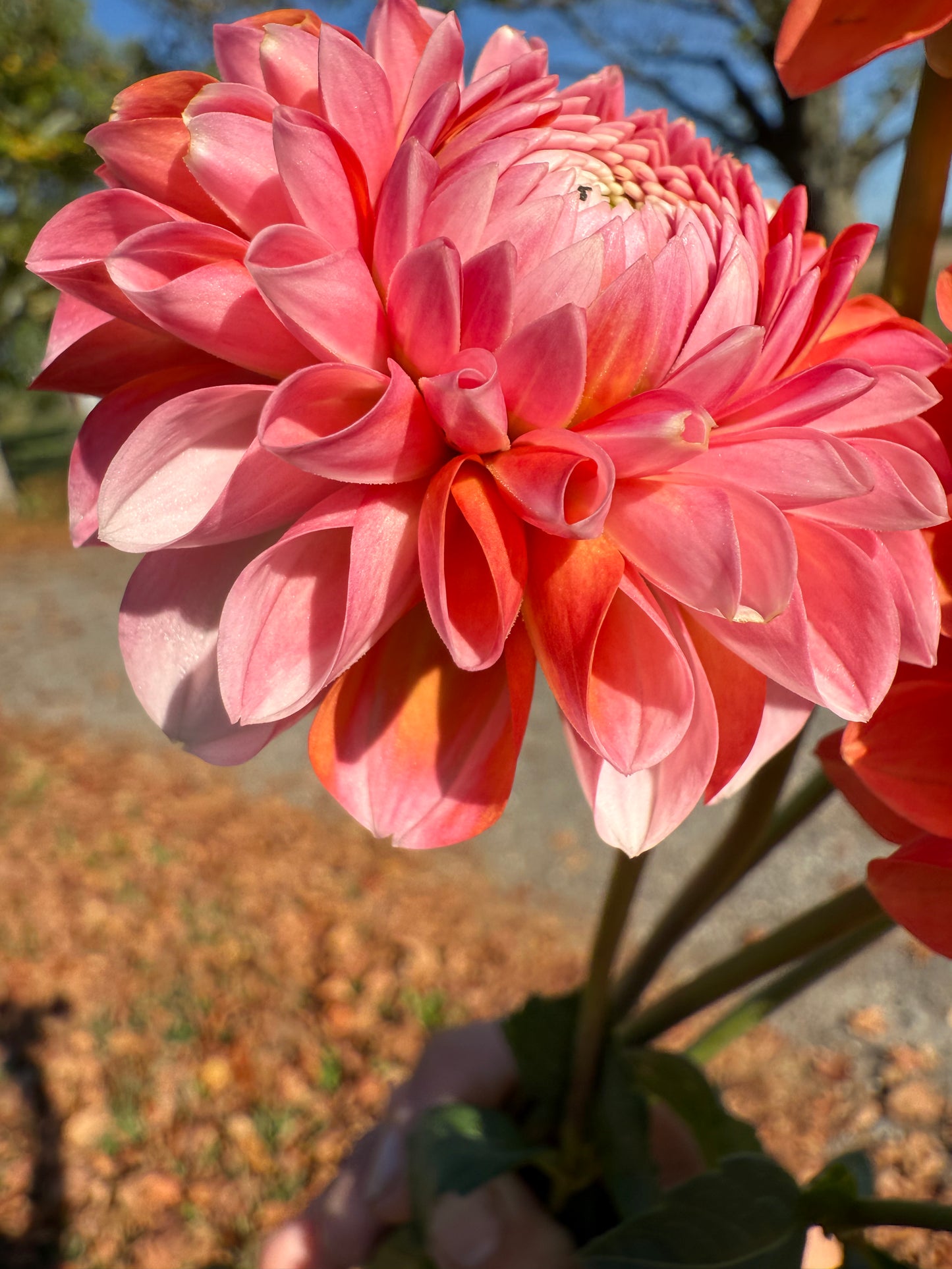 Florelie Angostura 🇦🇺 LIMIT ONE