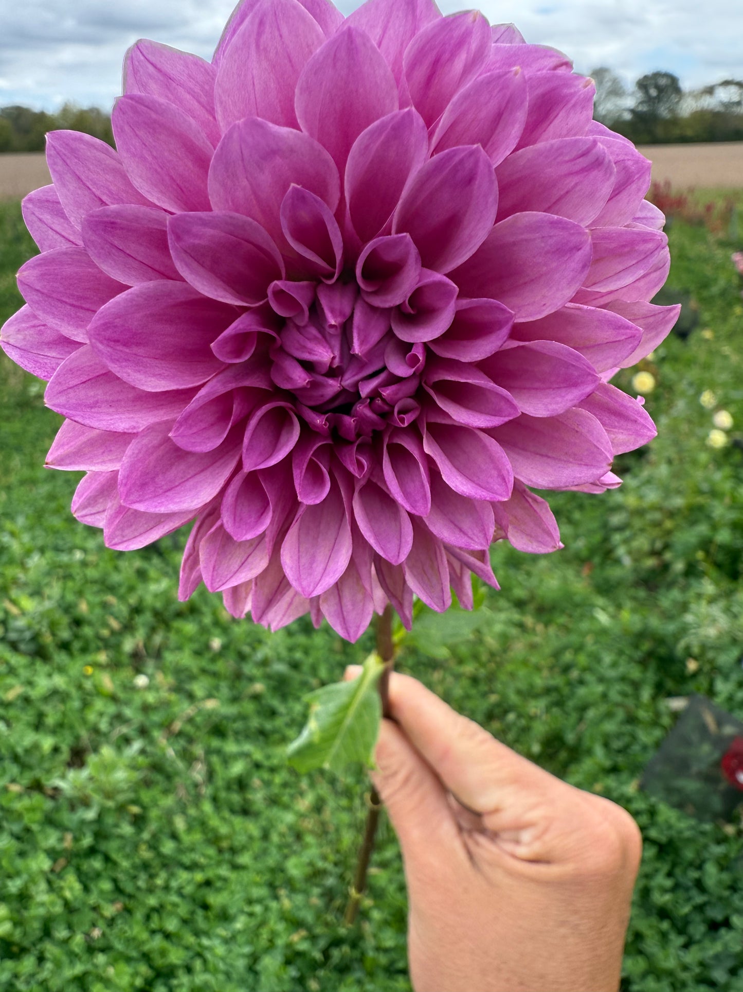 Lee's Flute Loop Lilac
