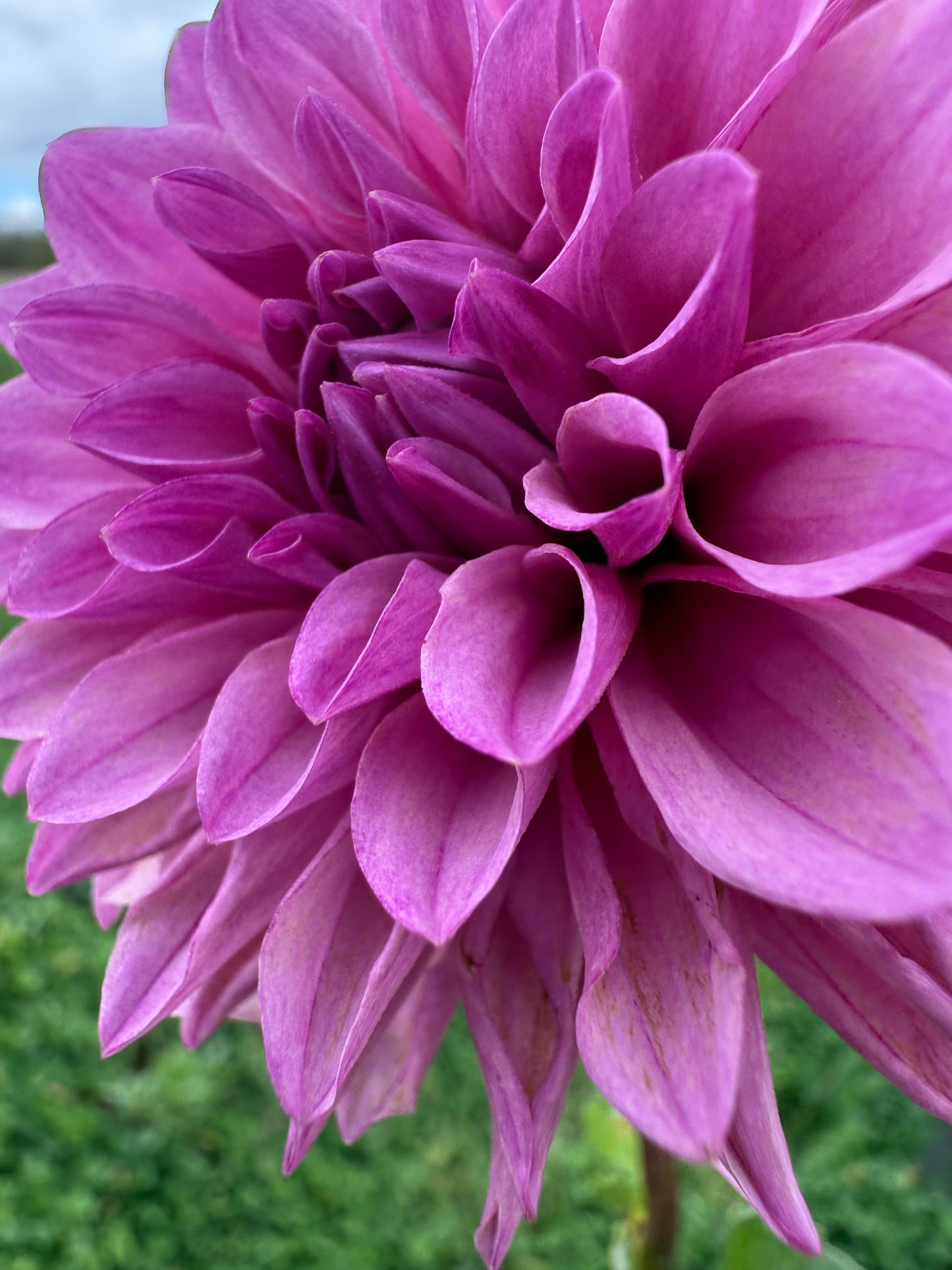 Lee's Flute Loop Lilac