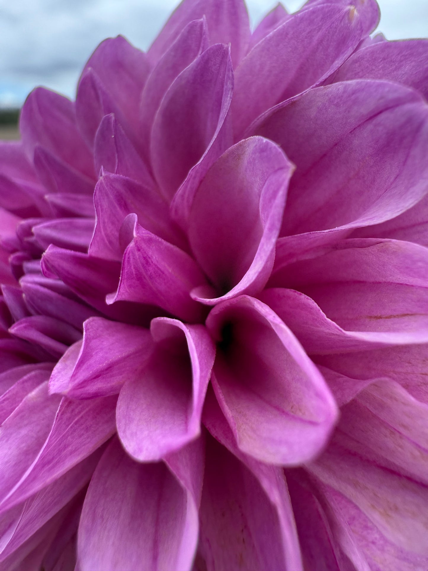 Lee's Flute Loop Lilac