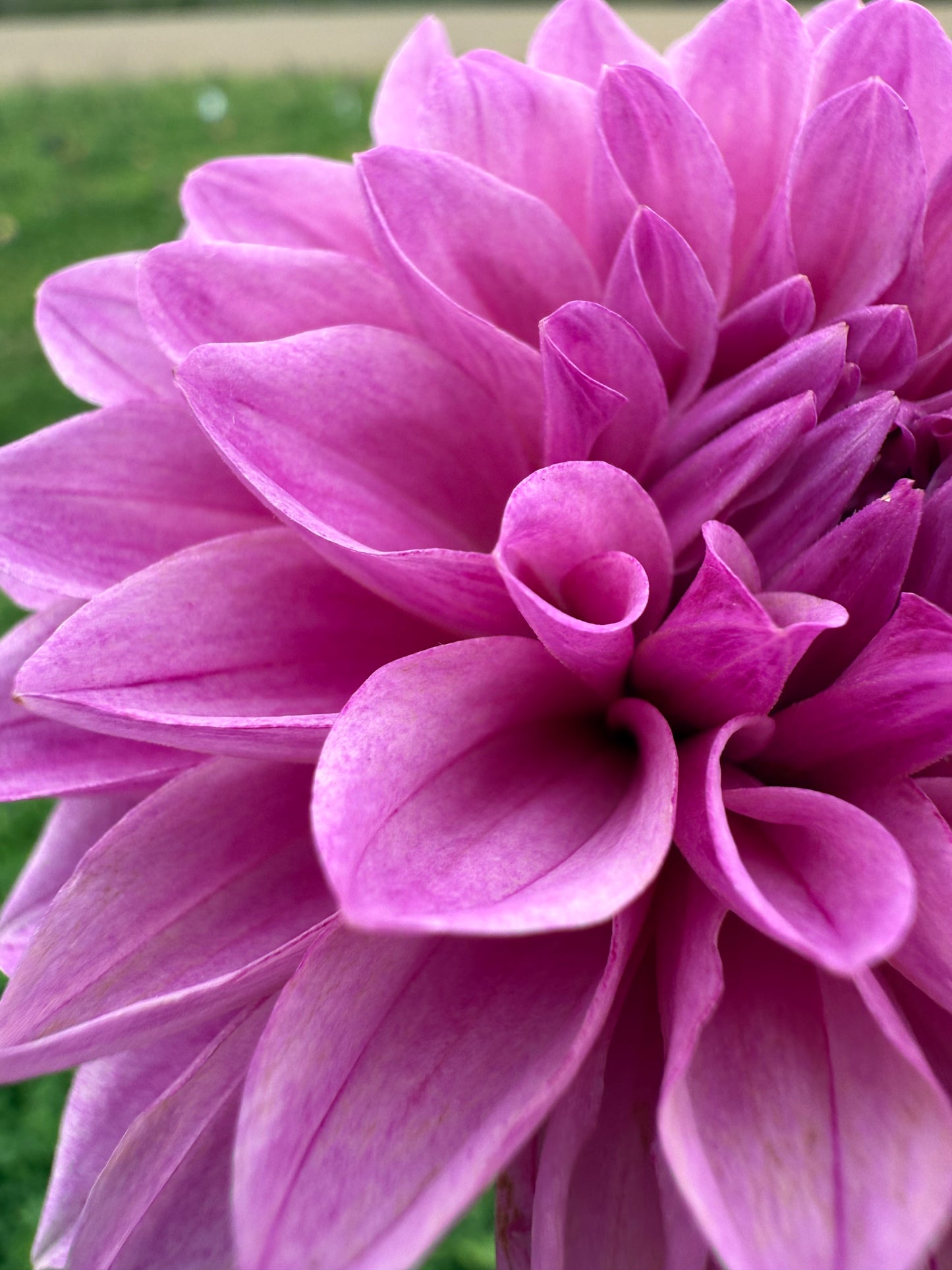 Lee's Flute Loop Lilac