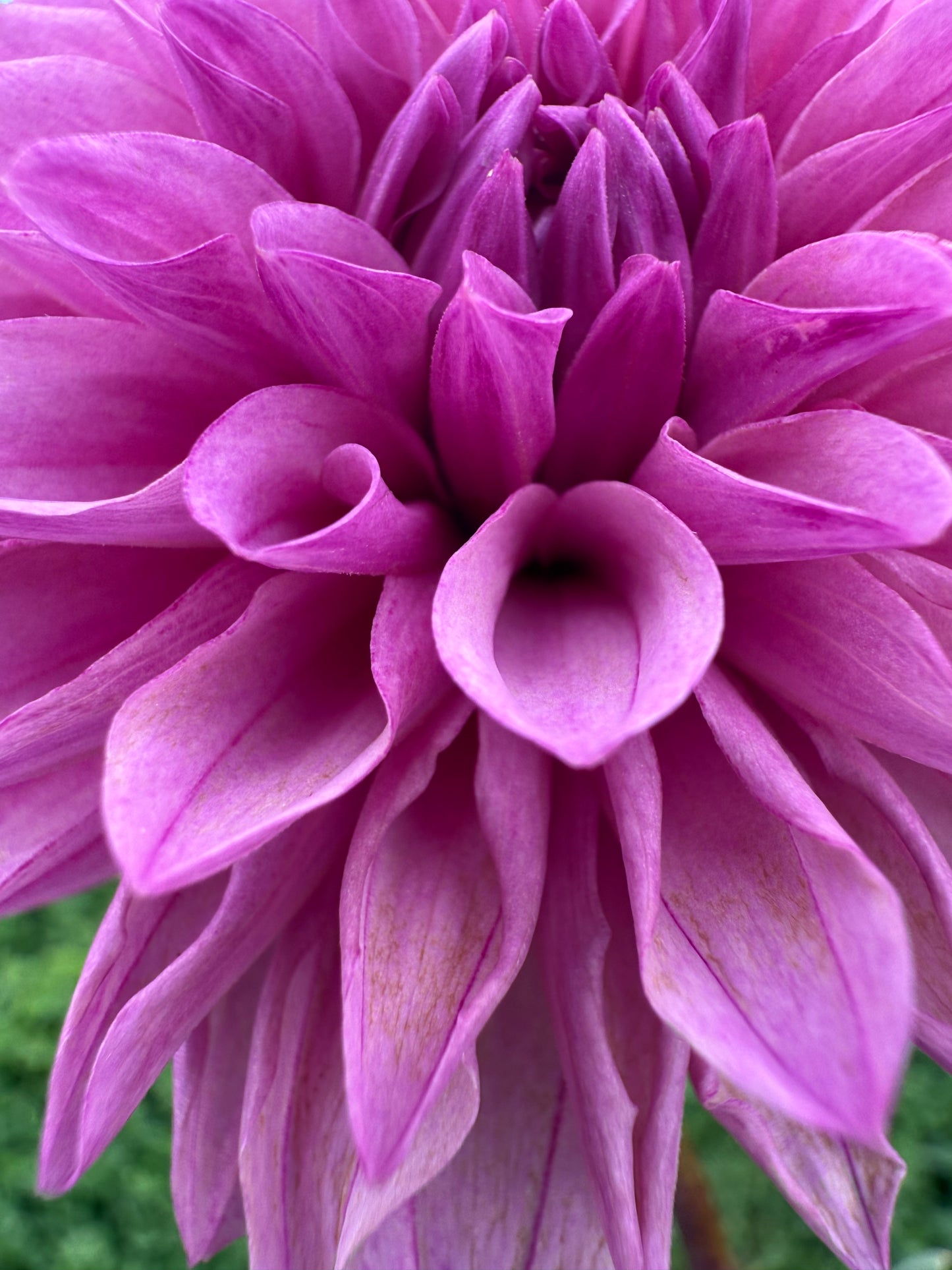Lee's Flute Loop Lilac